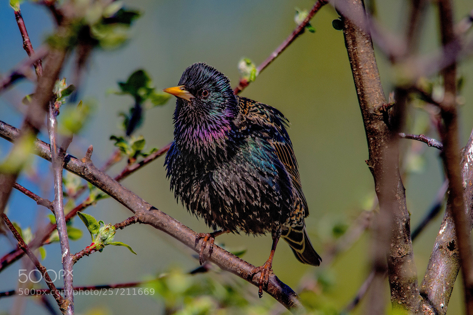 Nikon D7200 sample photo. Starling photography