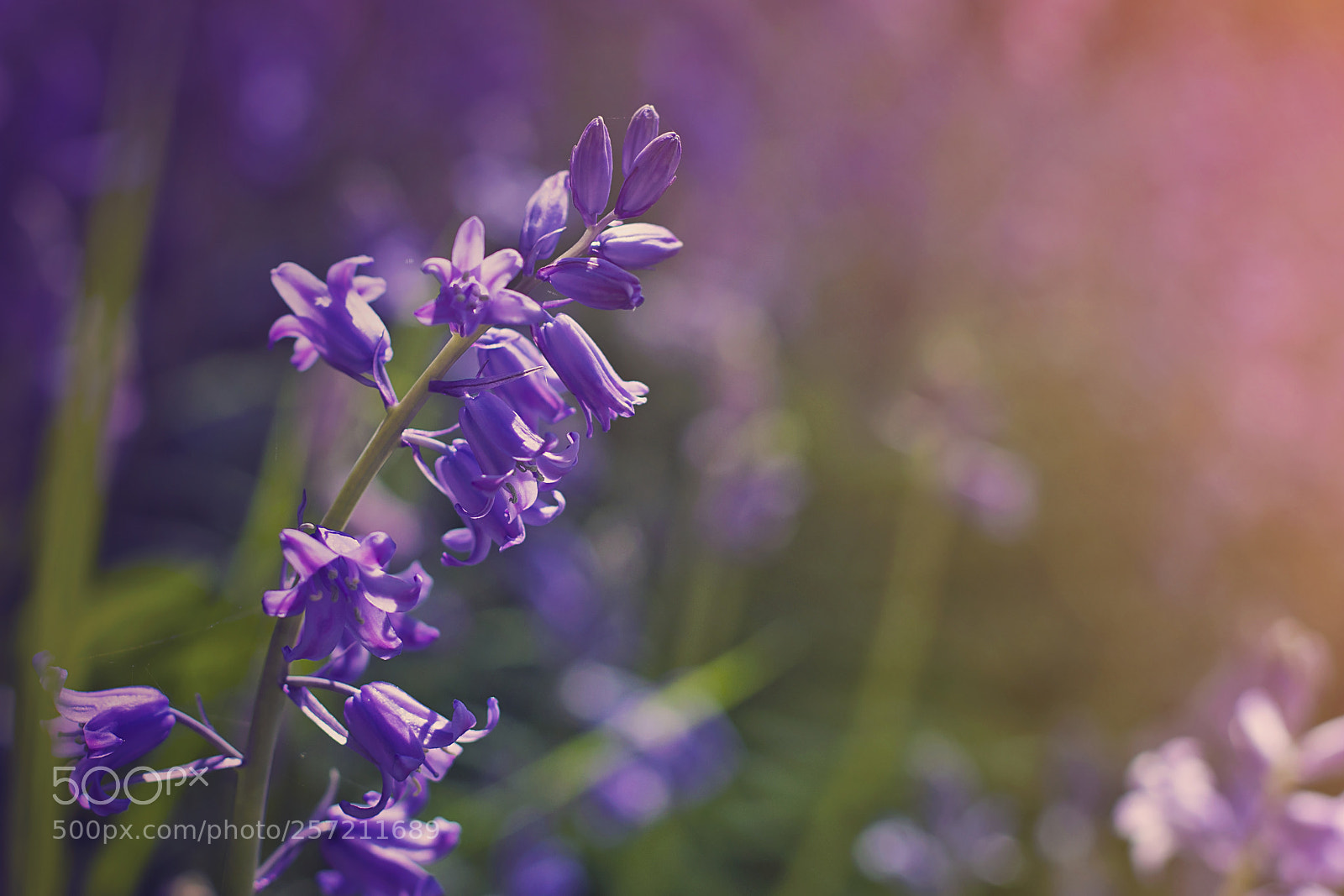 Canon EOS 6D Mark II sample photo. Summer bluebells photography