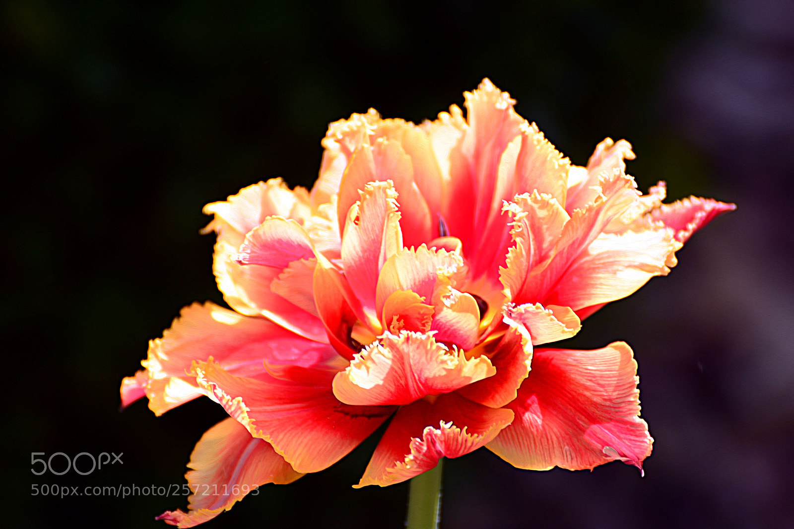 Nikon D7100 sample photo. Untitled photography