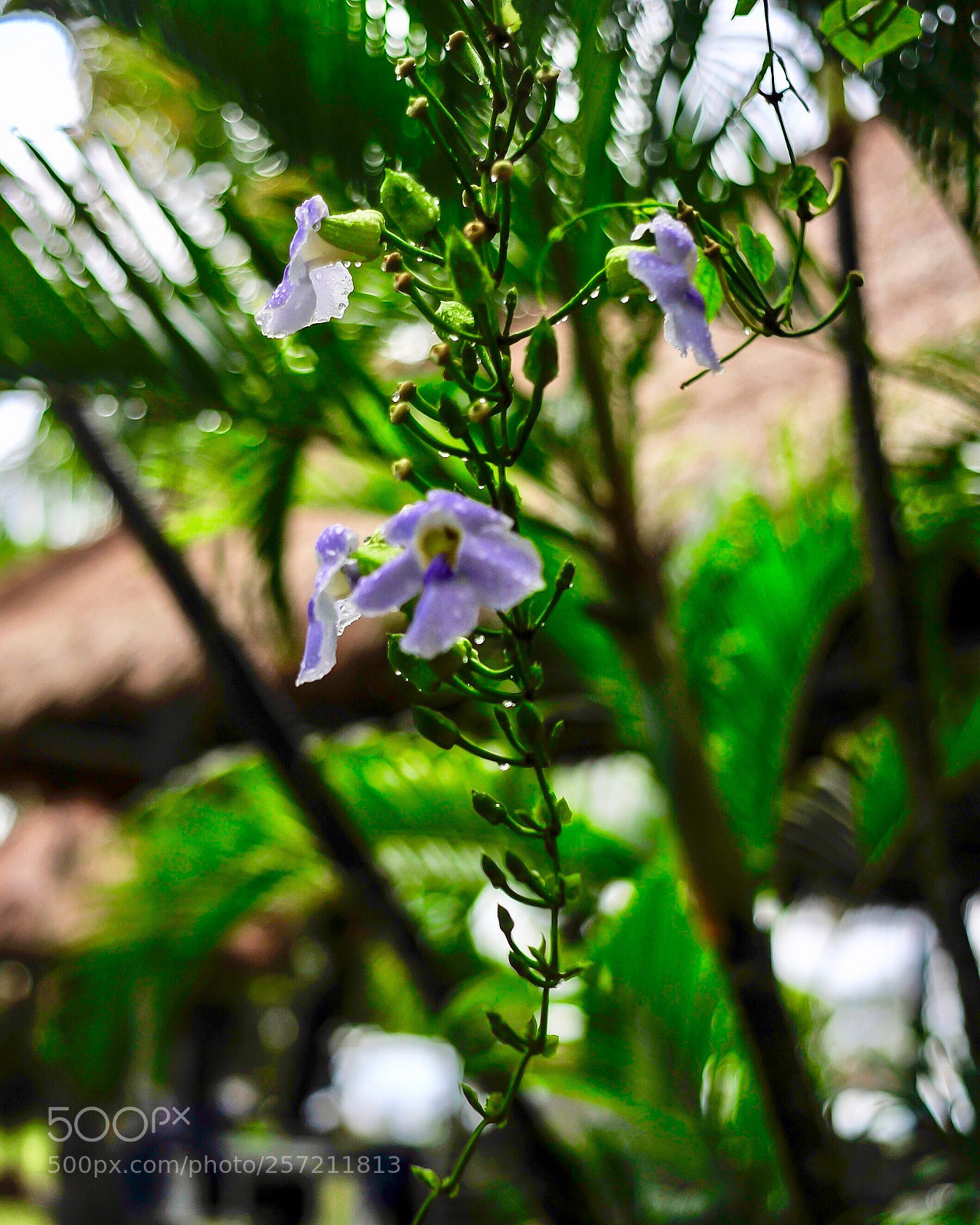 Nikon D700 sample photo. Untitled photography