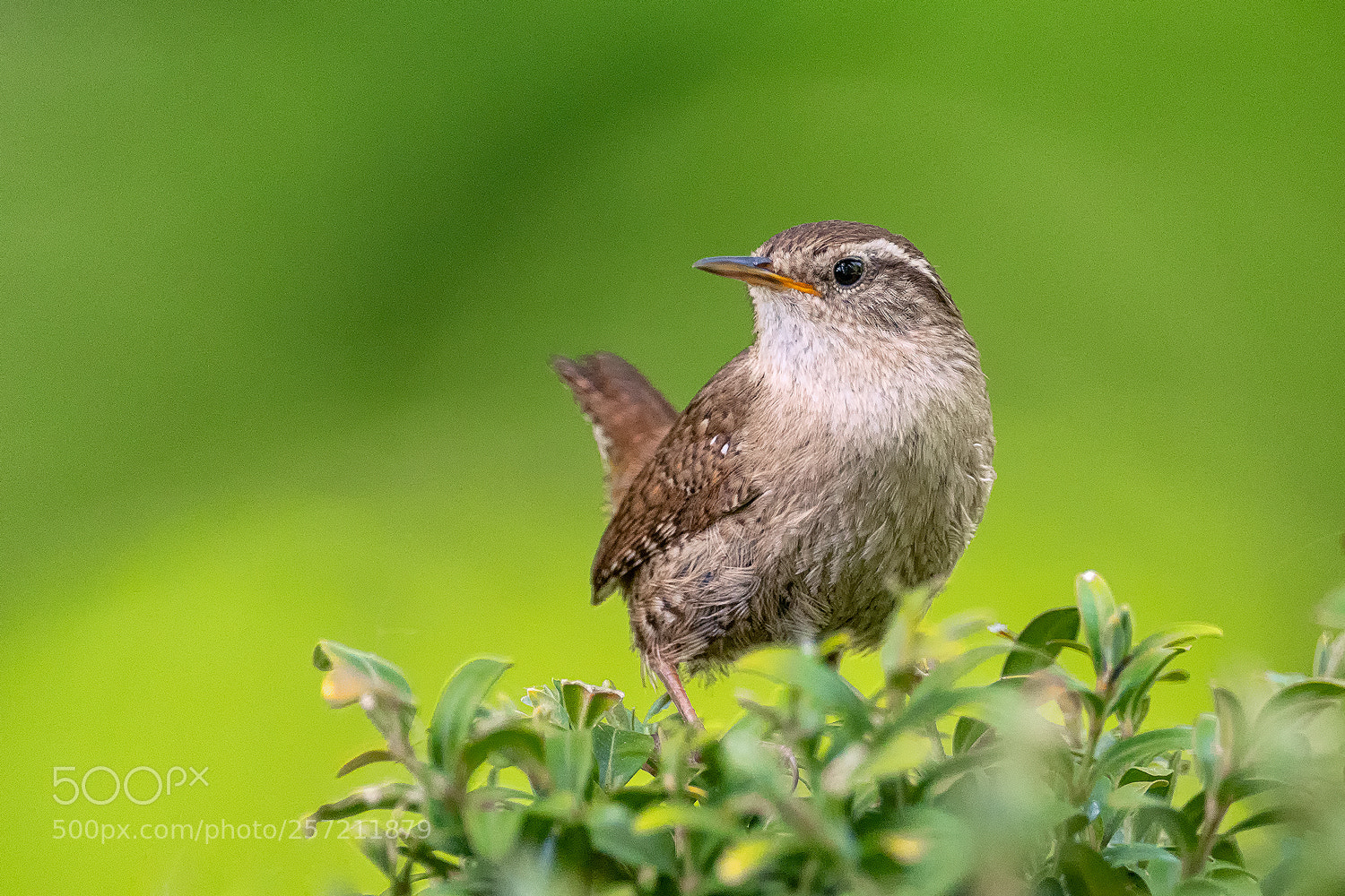 Nikon D500 sample photo. Eurasian wren photography