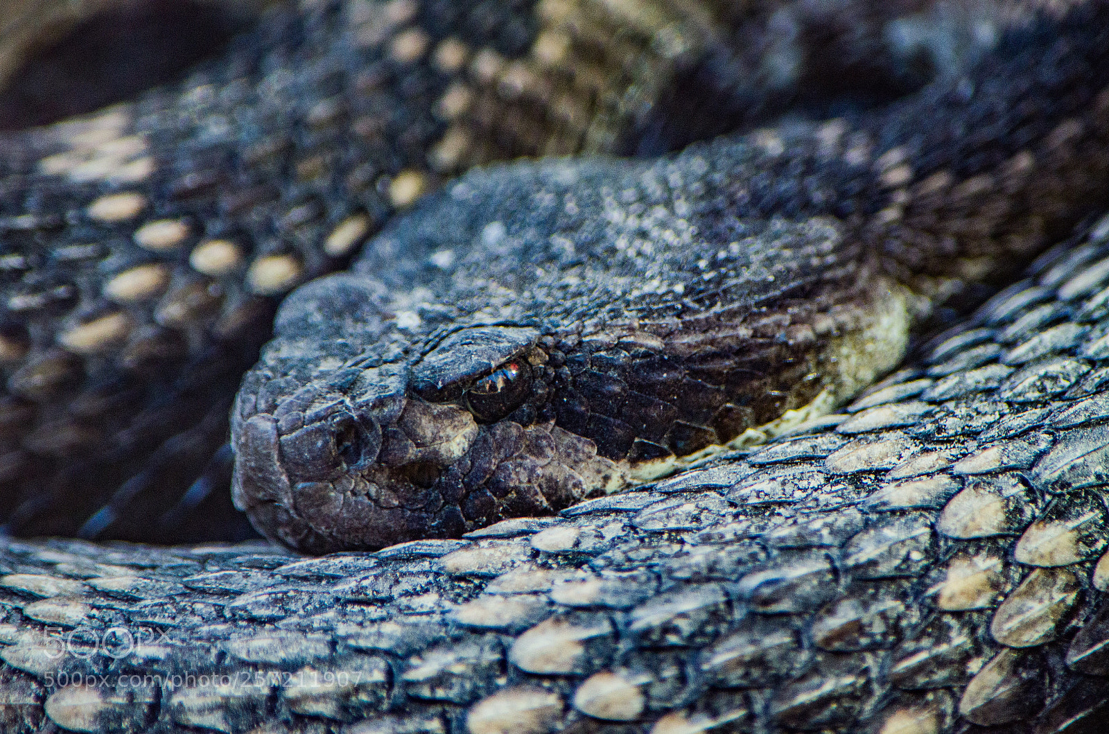Nikon D7000 sample photo. Rattlesnake photography