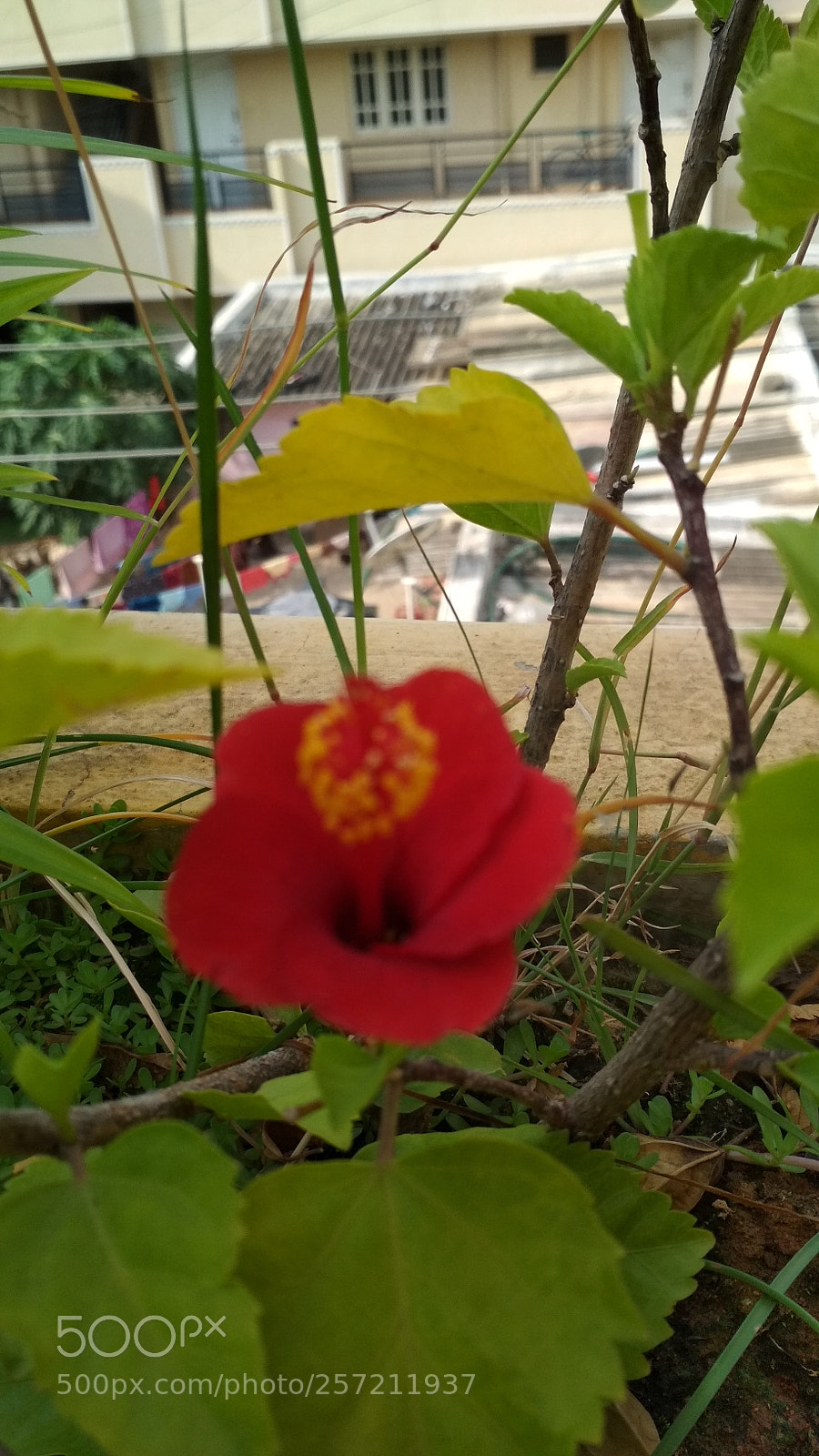 Xiaomi Redmi 4 Pro sample photo. Untitled photography