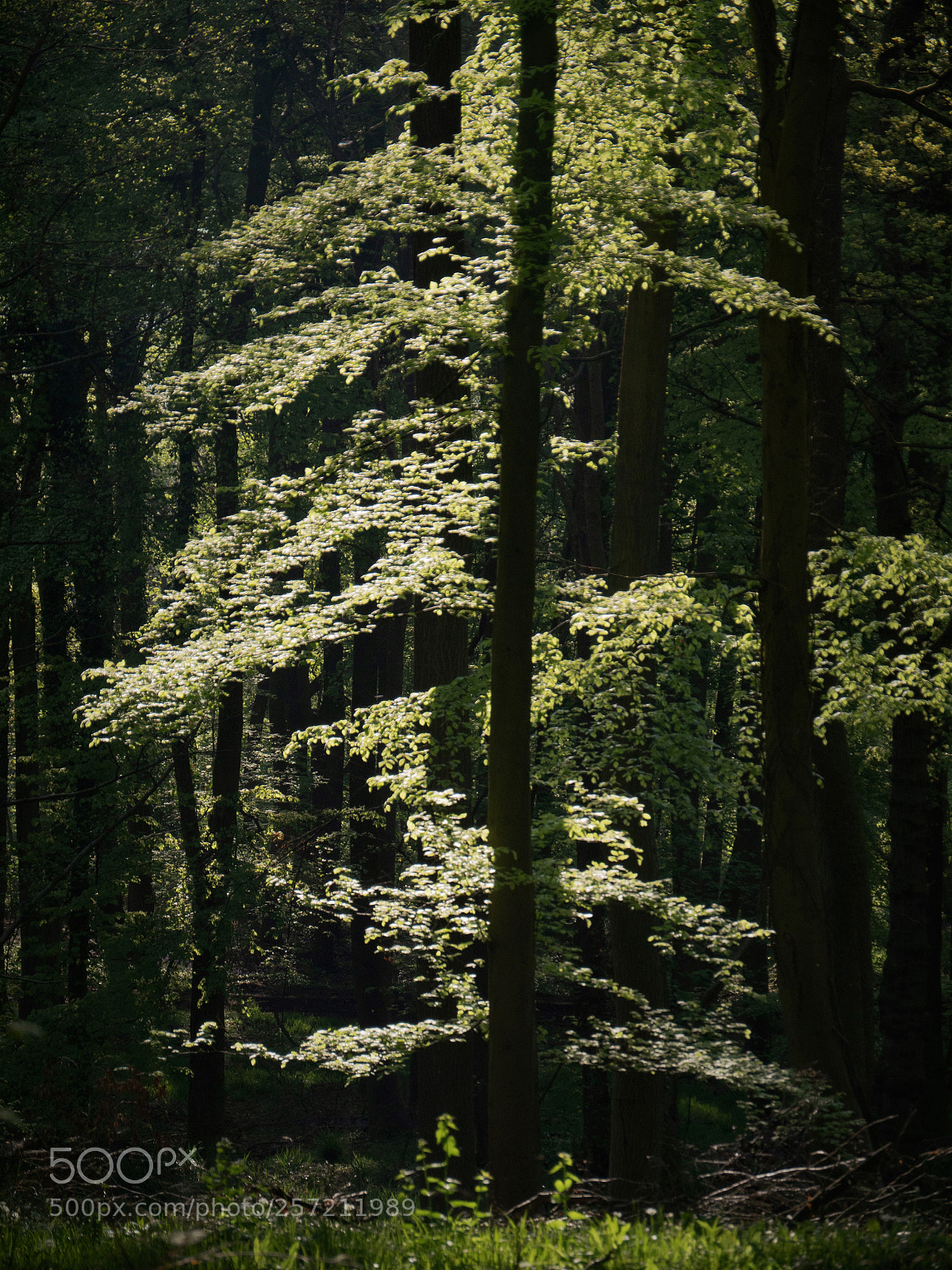 Panasonic Lumix DMC-GH4 sample photo. Solitree photography