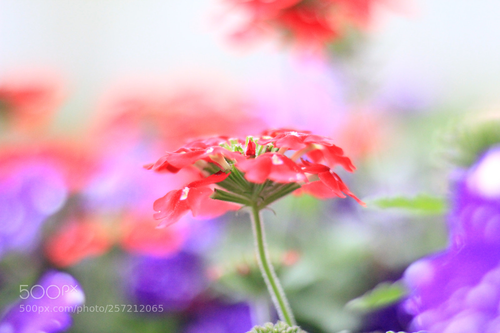 Canon EOS 550D (EOS Rebel T2i / EOS Kiss X4) sample photo. Dreamy or not? photography