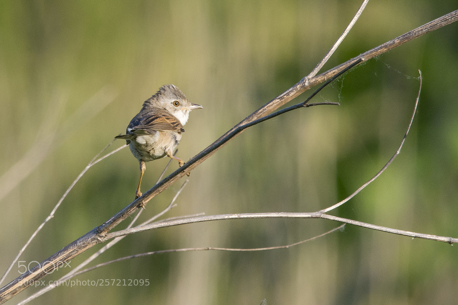 Nikon D7100 sample photo. Common whitethroat photography