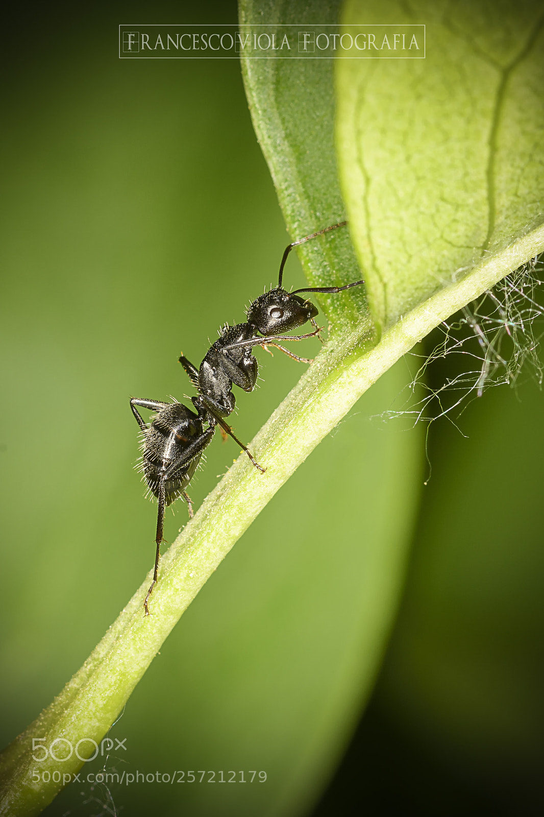Nikon D7100 sample photo. Ant photography