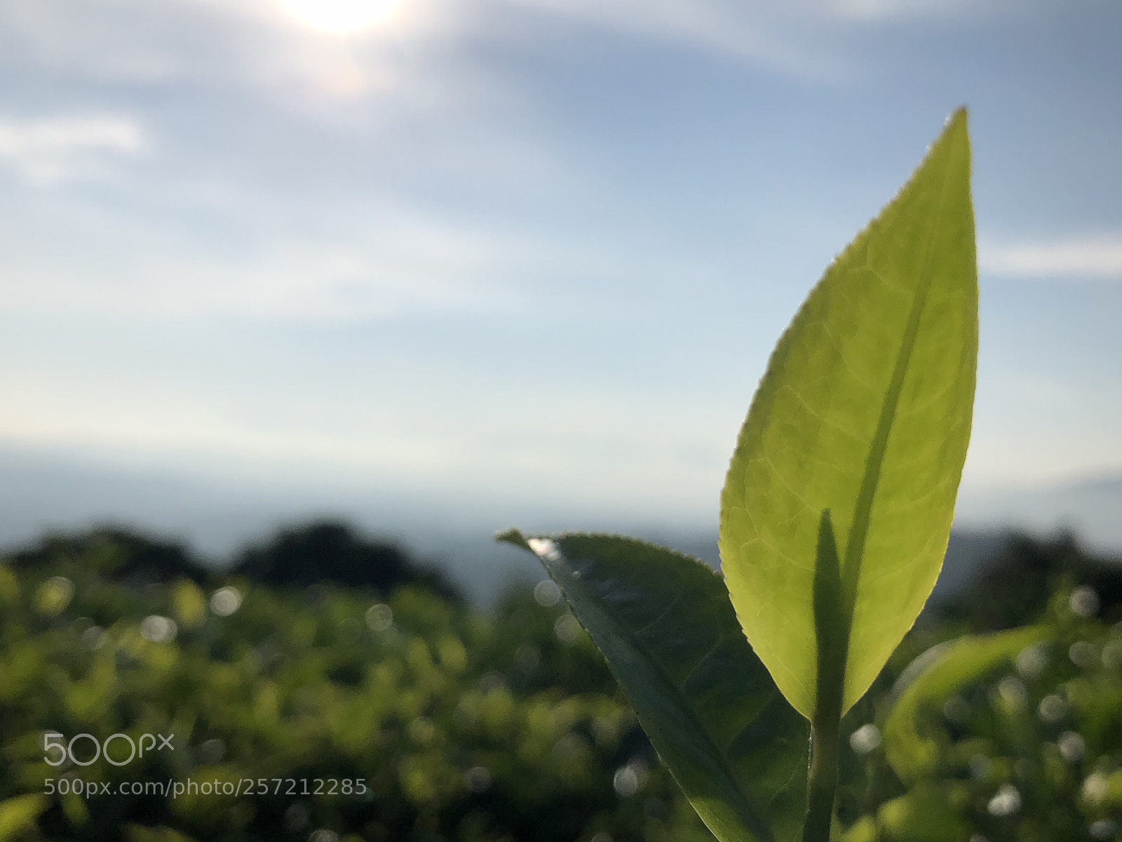 Apple iPhone 8 Plus sample photo. Img photography