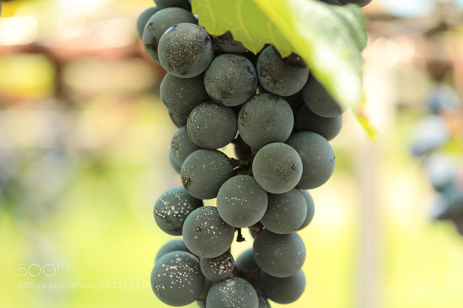 Canon EOS 7D + Canon EF 50mm F1.8 II sample photo. Grape photography
