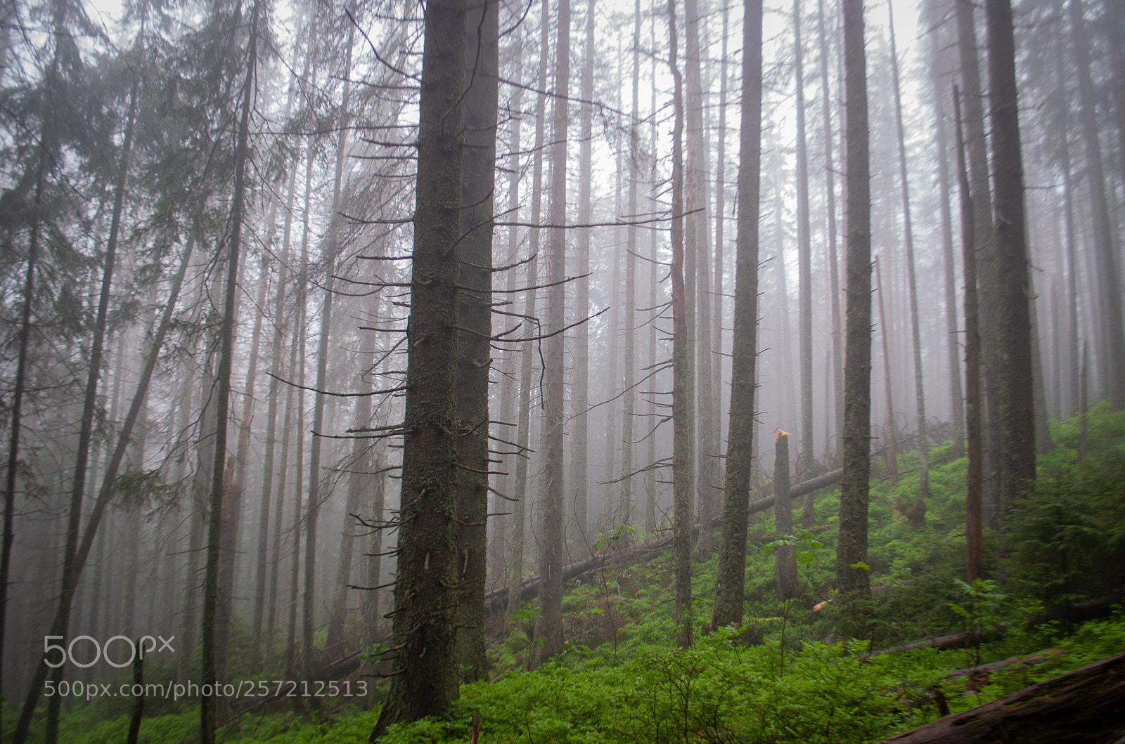 Nikon D5000 sample photo. Spirit of the forest photography