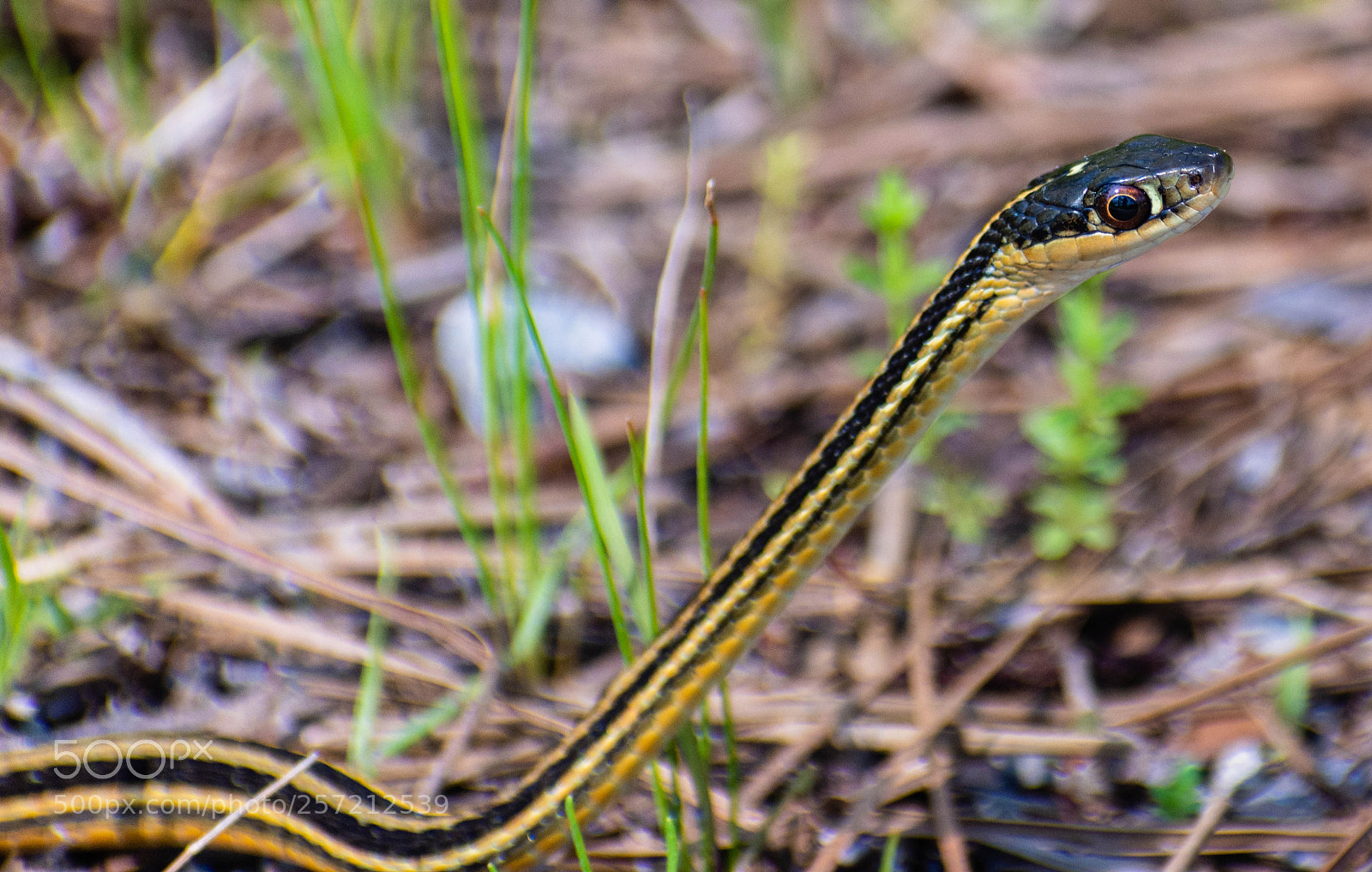 Nikon D7200 sample photo. Ribbon snake photography