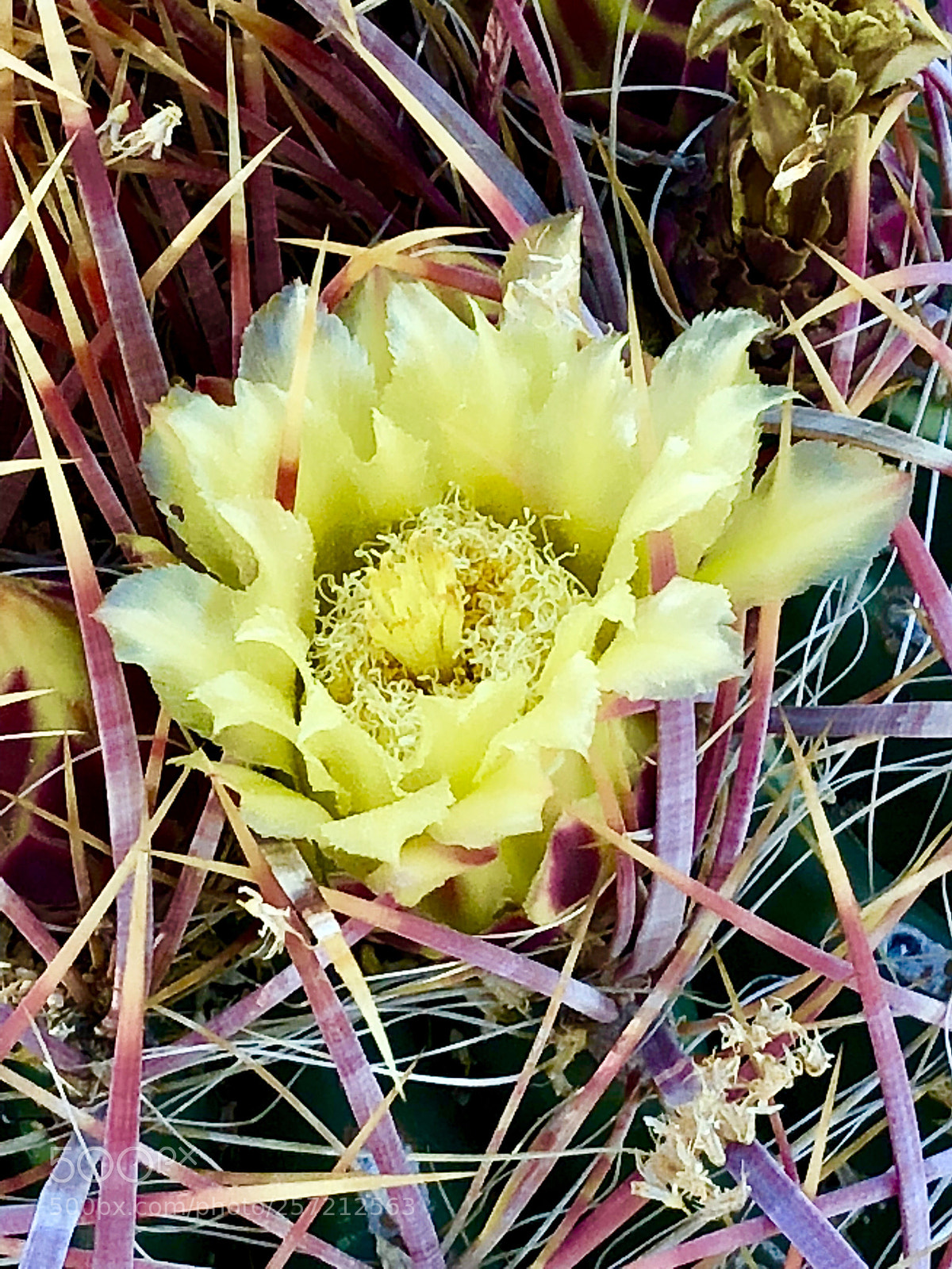 Apple iPhone 8 Plus sample photo. Yellow joy! photography