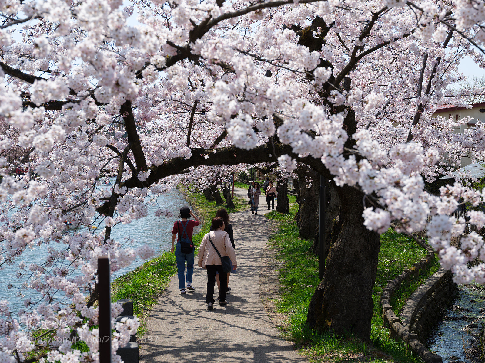 Fujifilm GFX 50S sample photo. Sakura photography