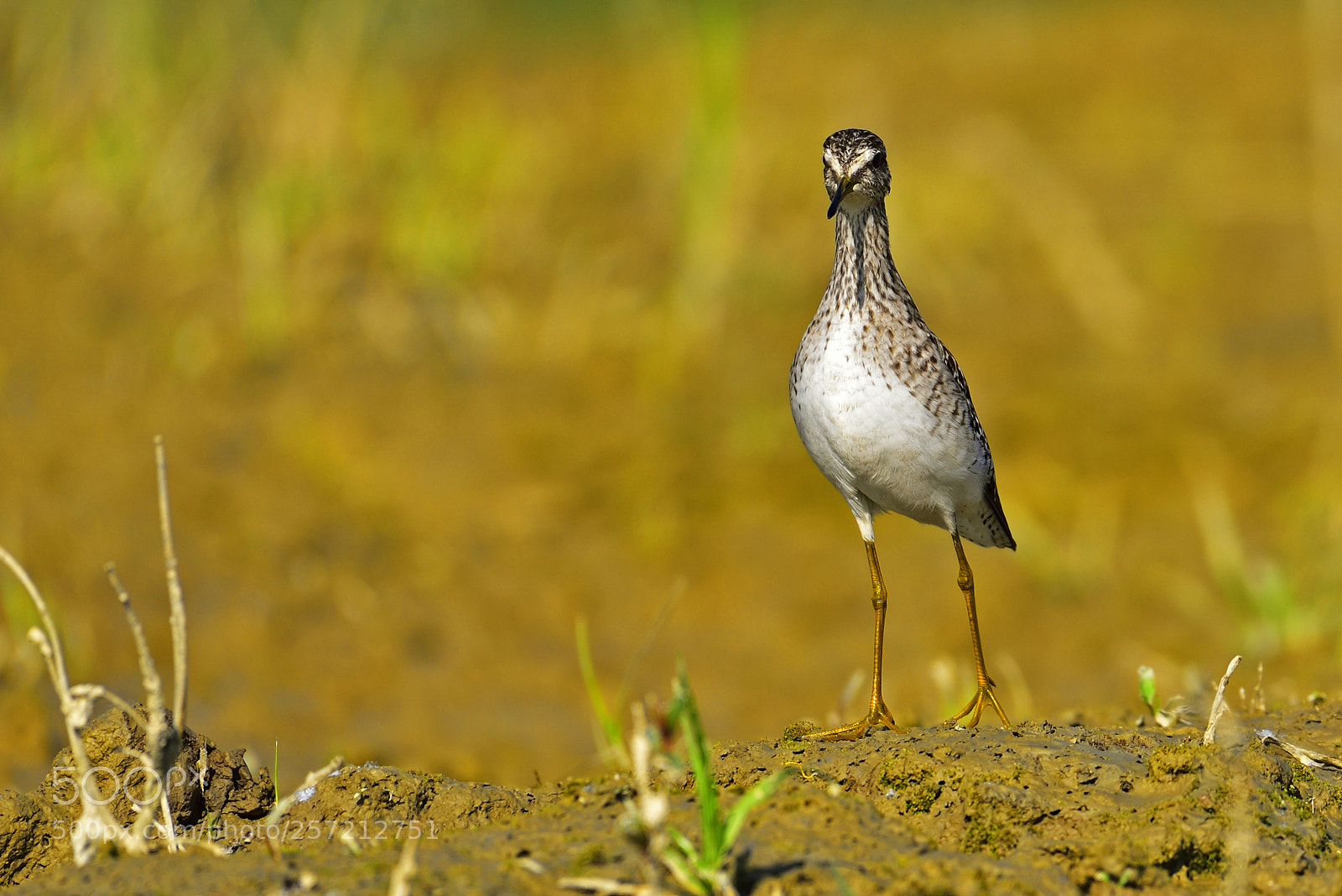 Nikon D750 sample photo. Piro piro (tringa glareola) photography