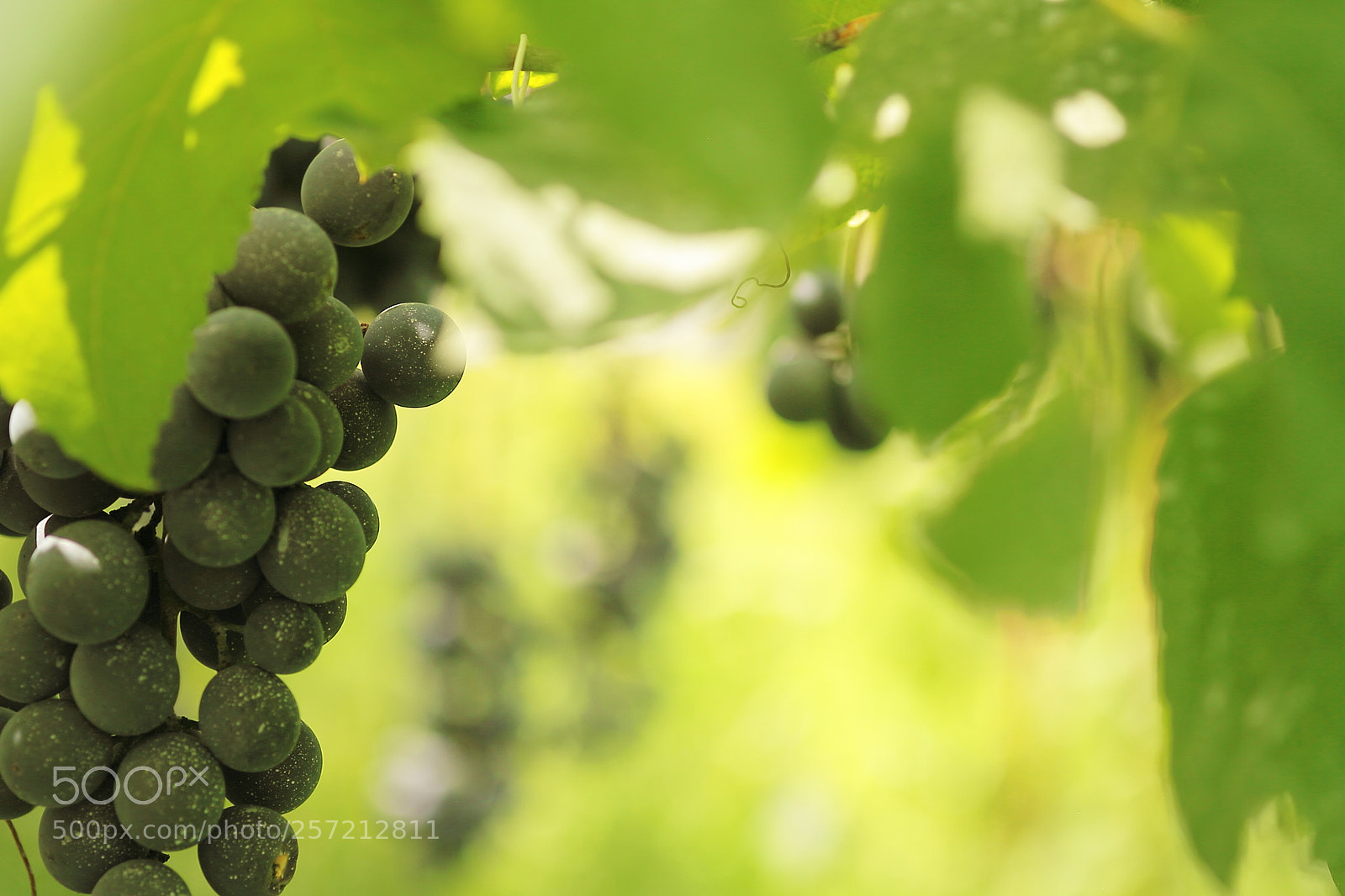 Canon EOS 7D + Canon EF 50mm F1.8 II sample photo. Grape photography