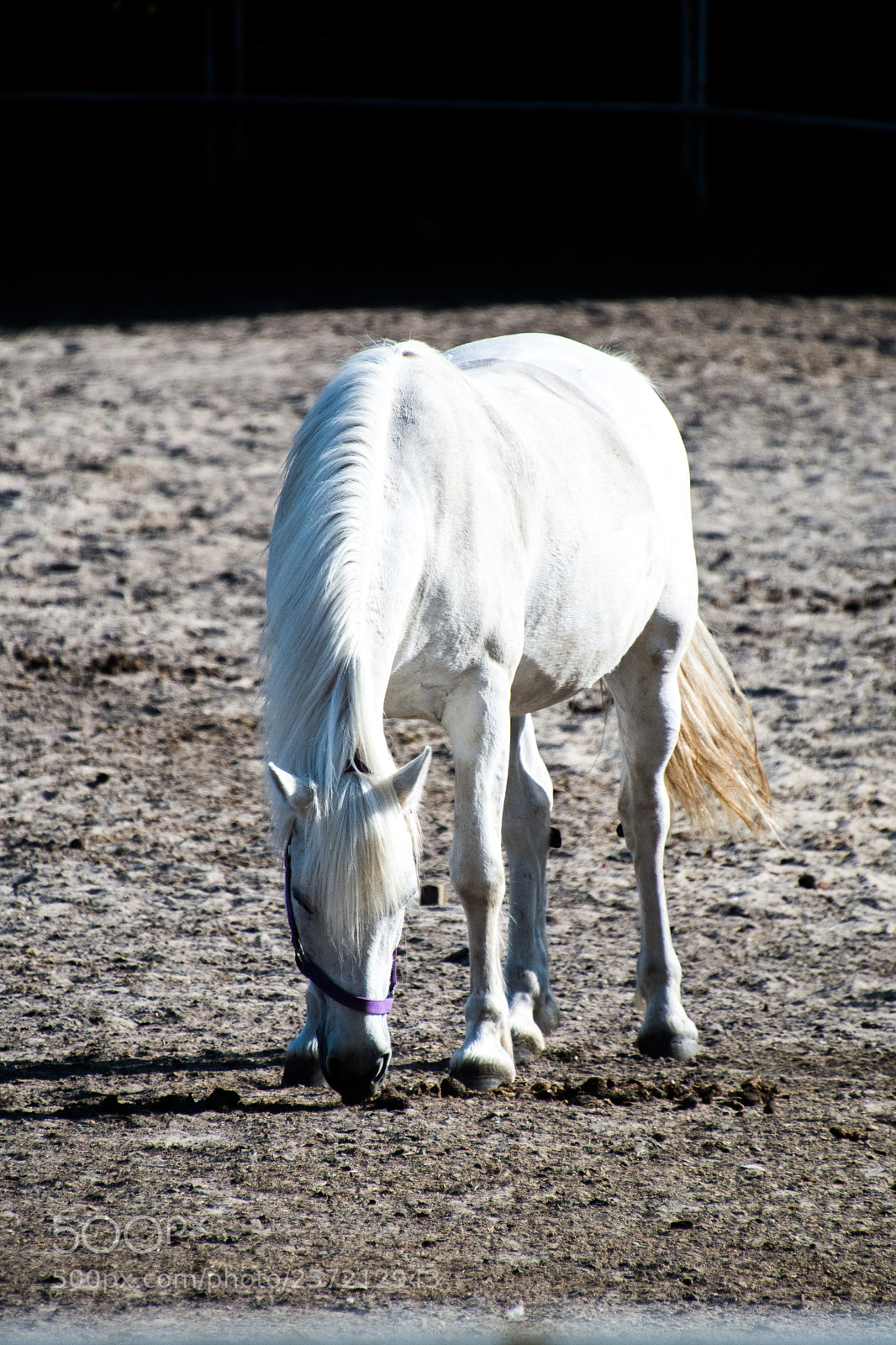 Nikon D7100 sample photo. White horse 9.5.2018 photography