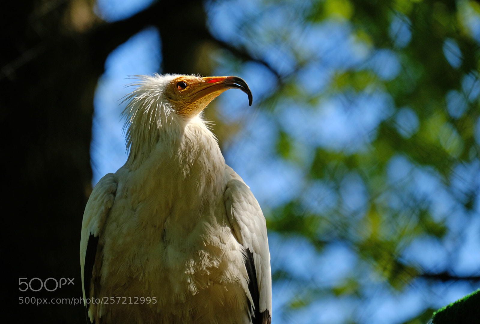Fujifilm X-T20 sample photo. Eagle vulture photography