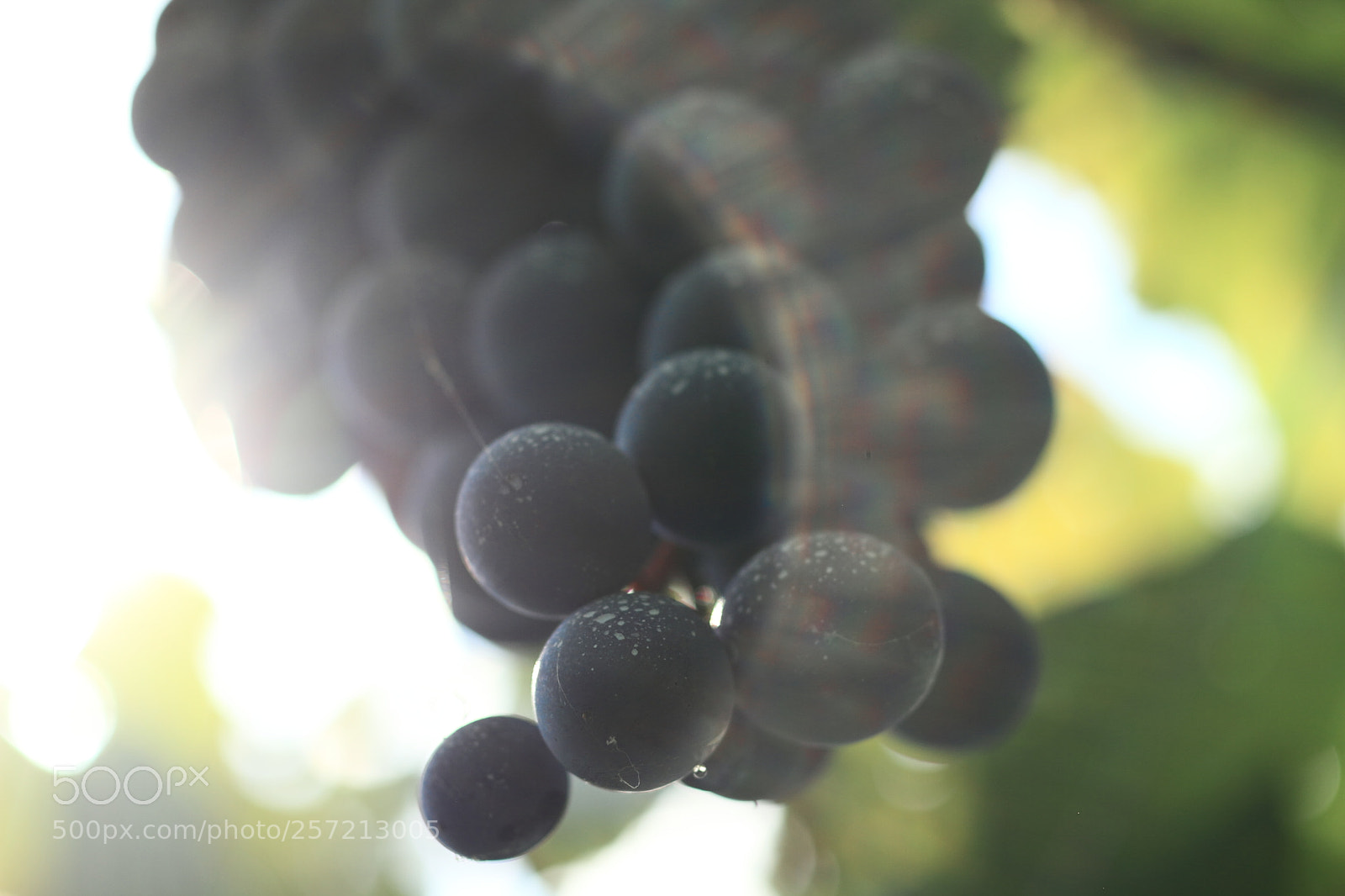 Canon EOS 7D + Canon EF 50mm F1.8 II sample photo. Grape photography