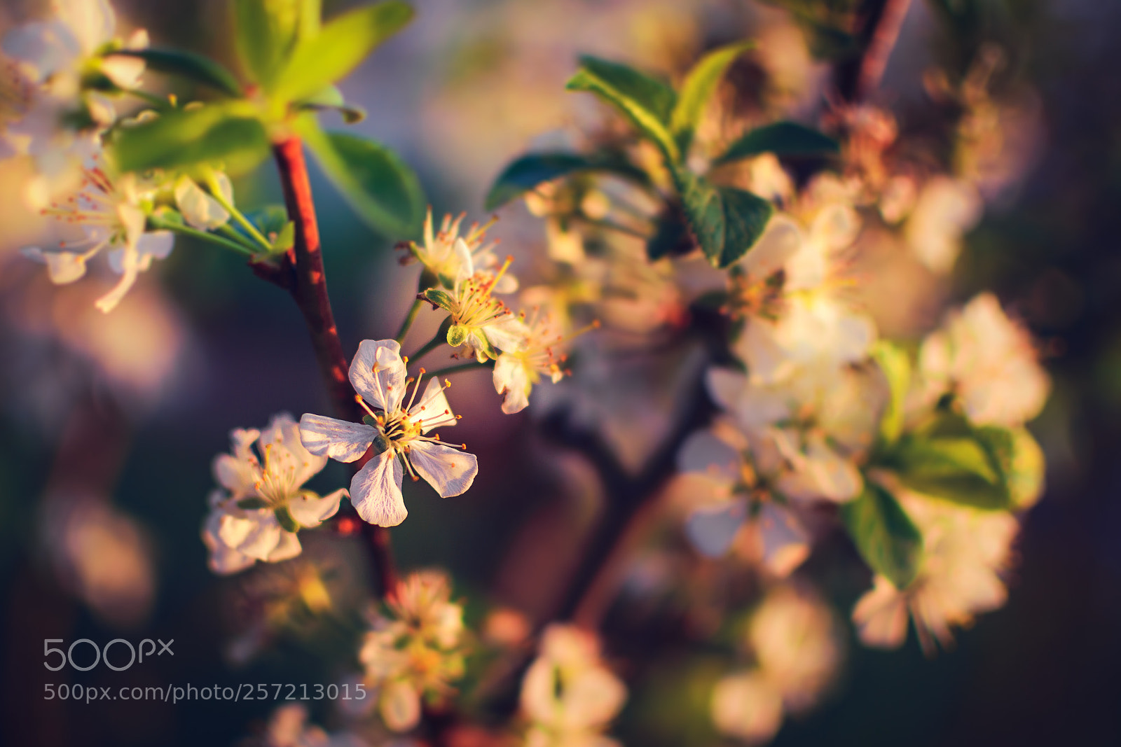 Nikon D5300 sample photo. Blossom photography