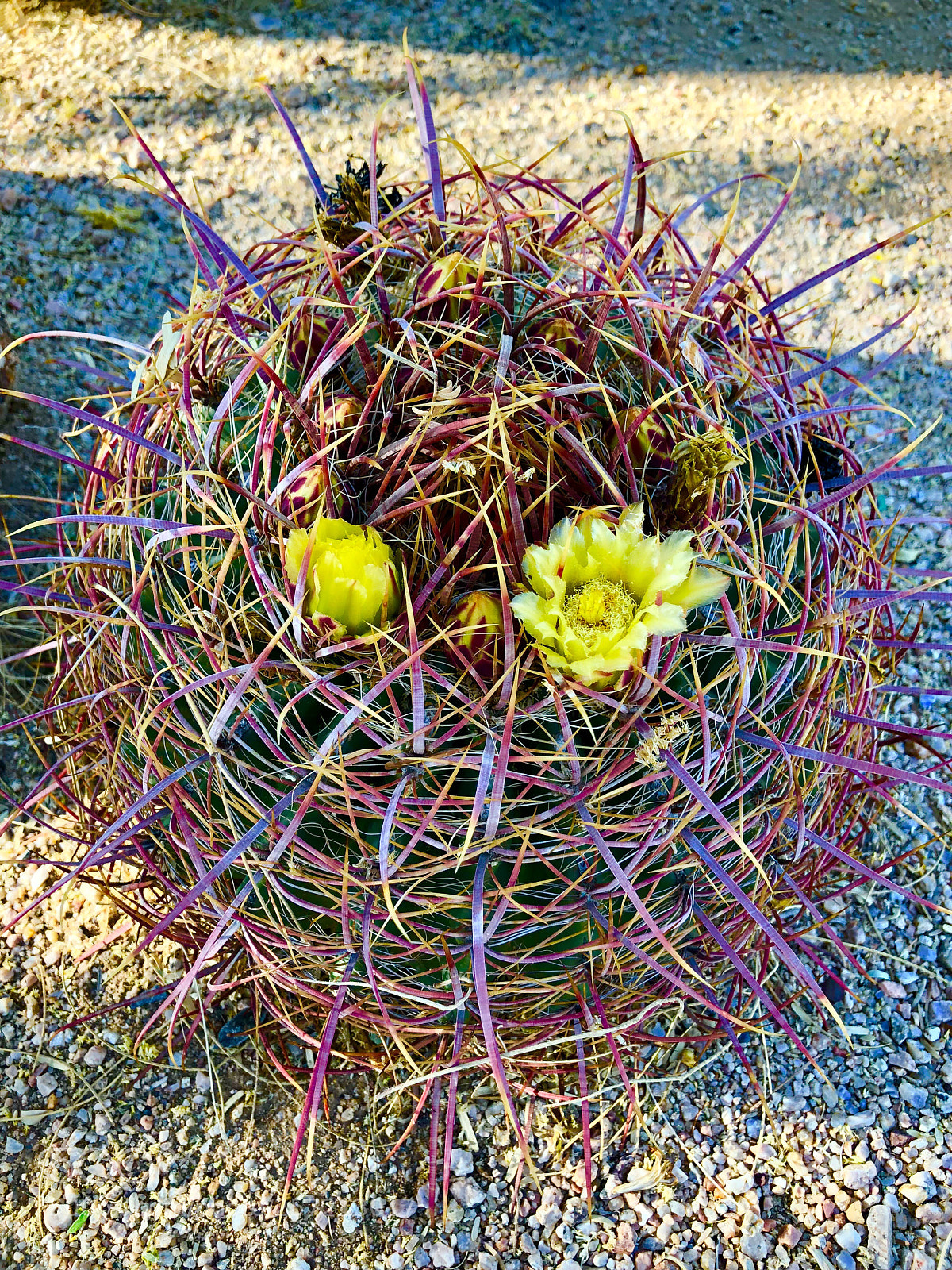 Apple iPhone 8 Plus sample photo. Barrel cactus photography