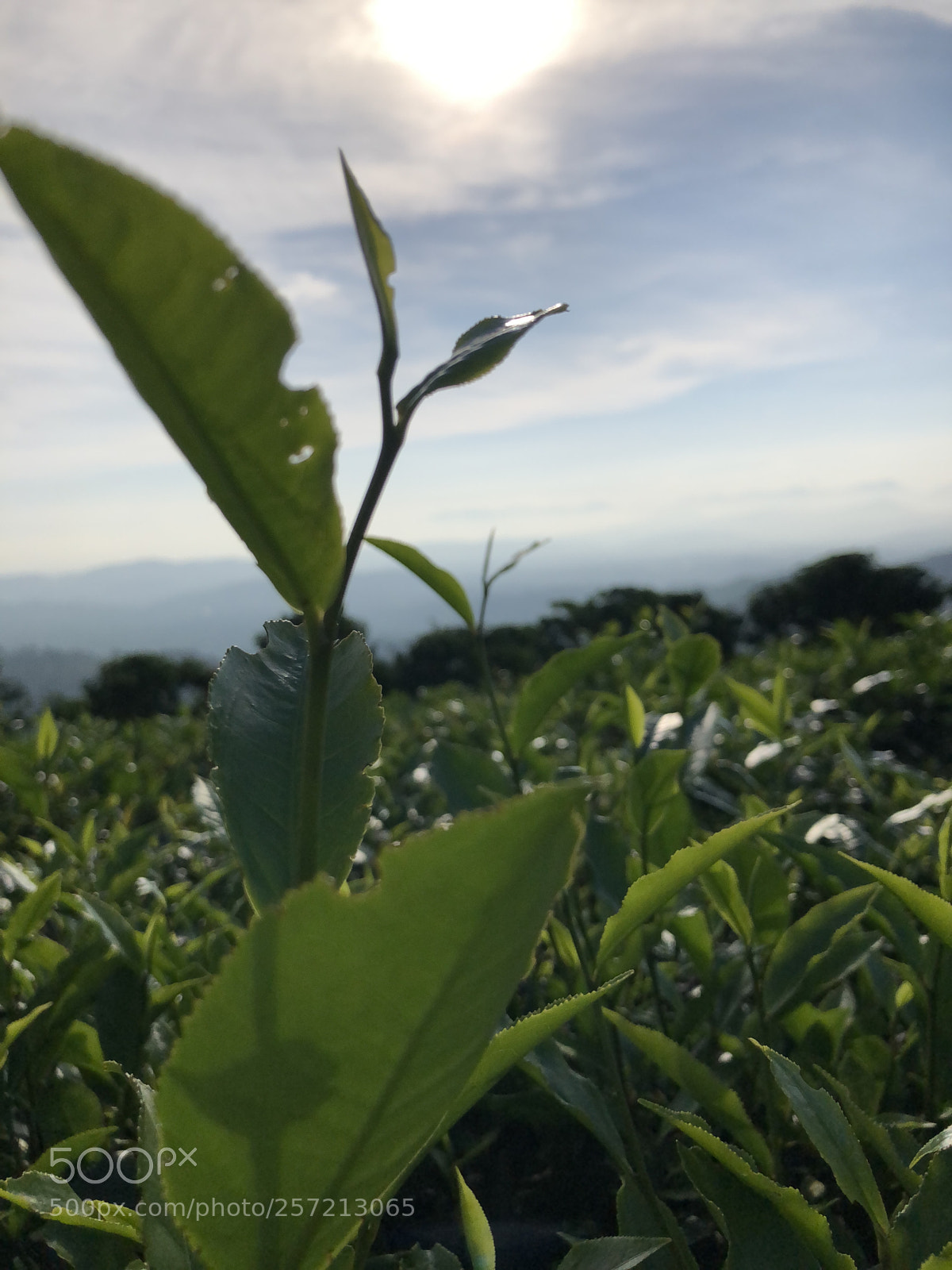 Apple iPhone 8 Plus sample photo. Img photography