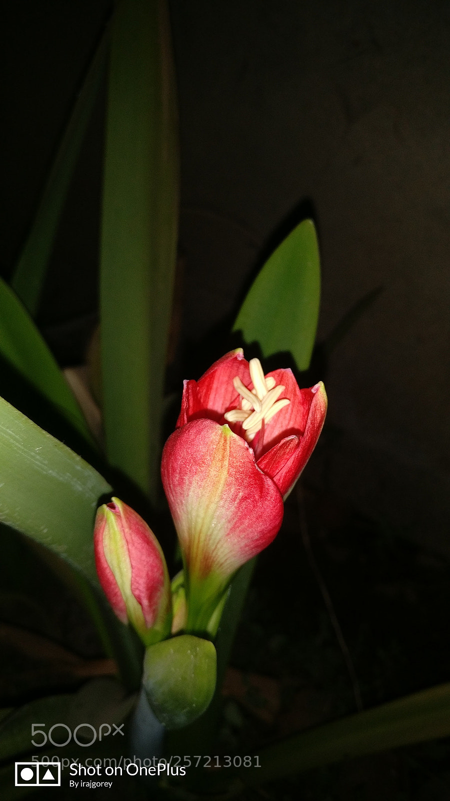 OnePlus A3003 sample photo. Common name. :april flower . photography