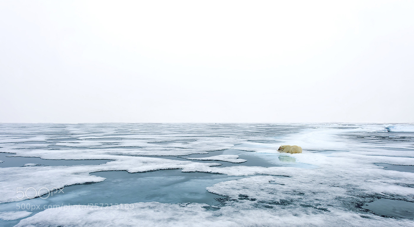 Nikon D700 sample photo. Polar bear on melting photography