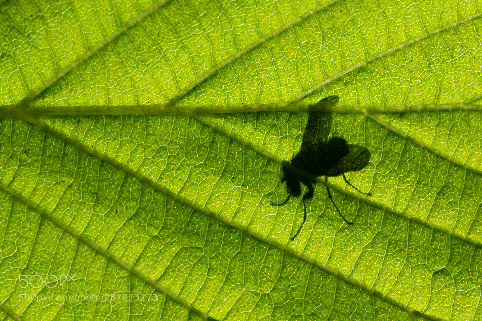 Nikon D7200 sample photo. Fly shadow photography