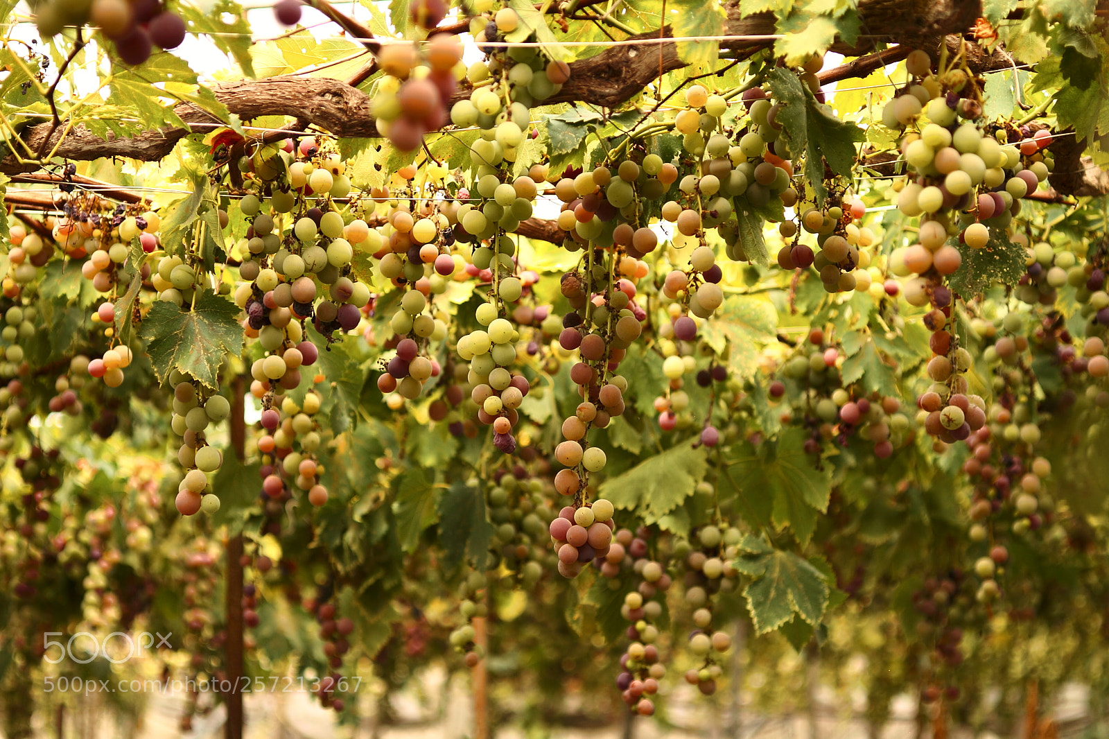 Canon EOS 7D + Canon EF 50mm F1.8 II sample photo. Grape photography