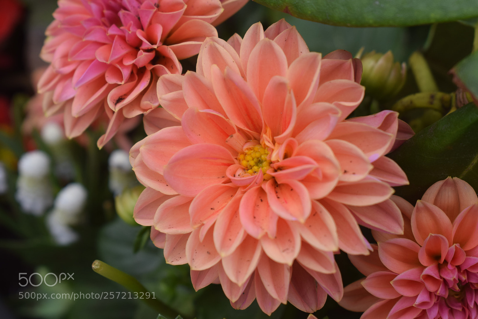 Nikon D5300 sample photo. Dahlia photography