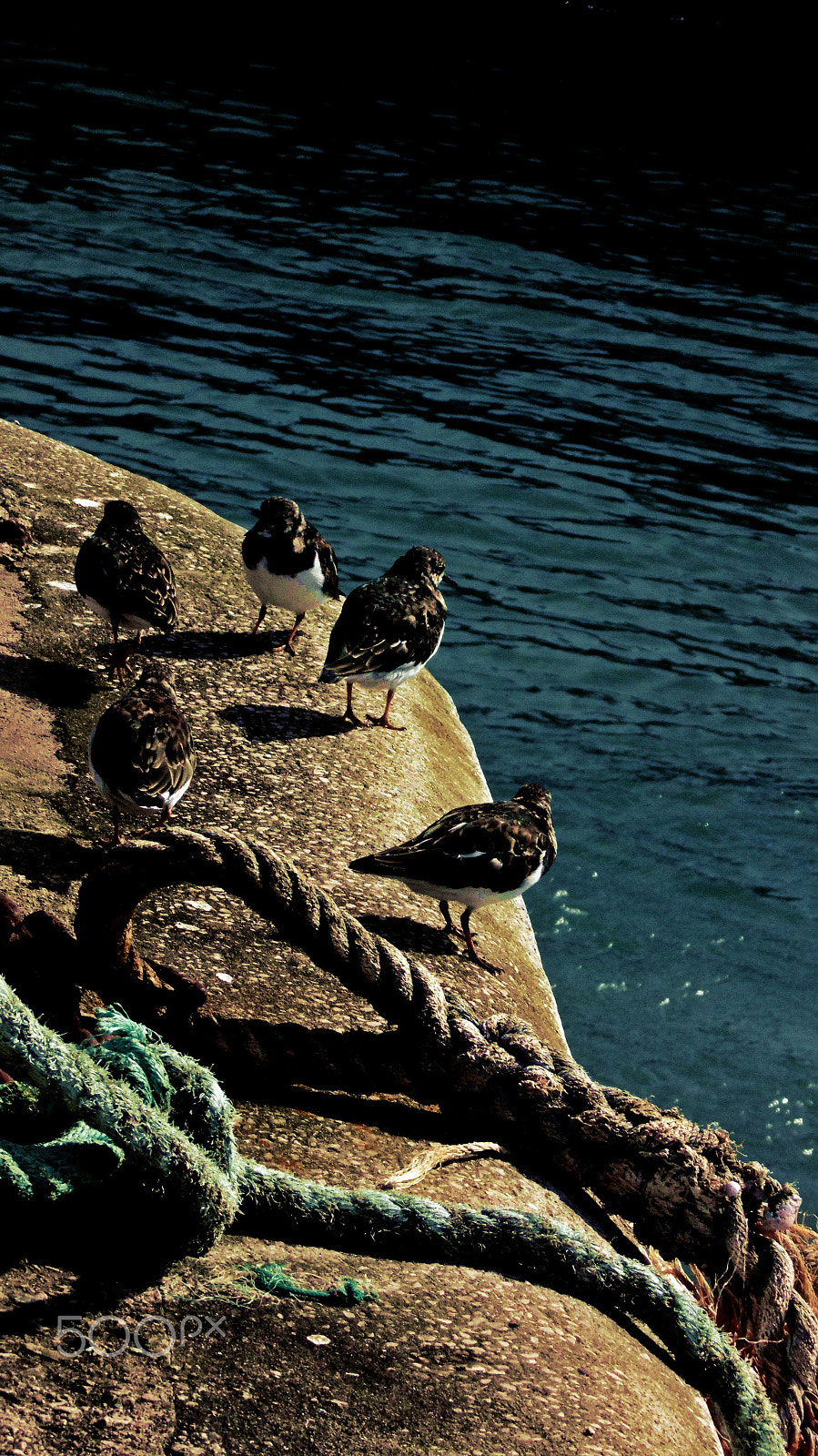 Panasonic Lumix DMC-LZ40 sample photo. Birds at the harbour photography