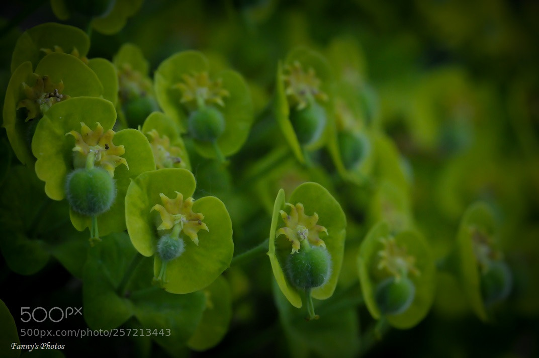 Nikon D300S sample photo. Euphorbia. photography