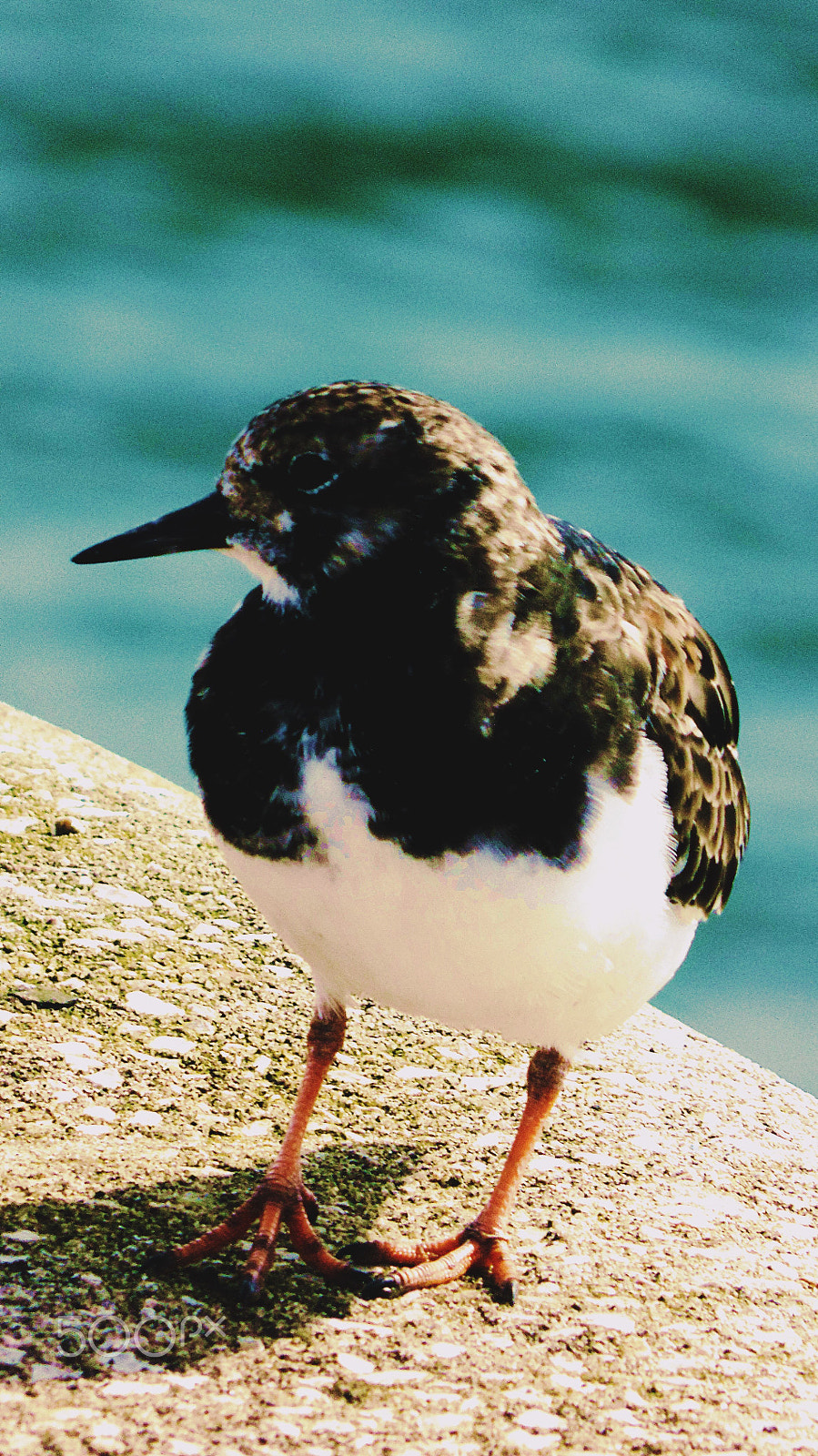 Panasonic Lumix DMC-LZ40 sample photo. Birds at the harbour photography