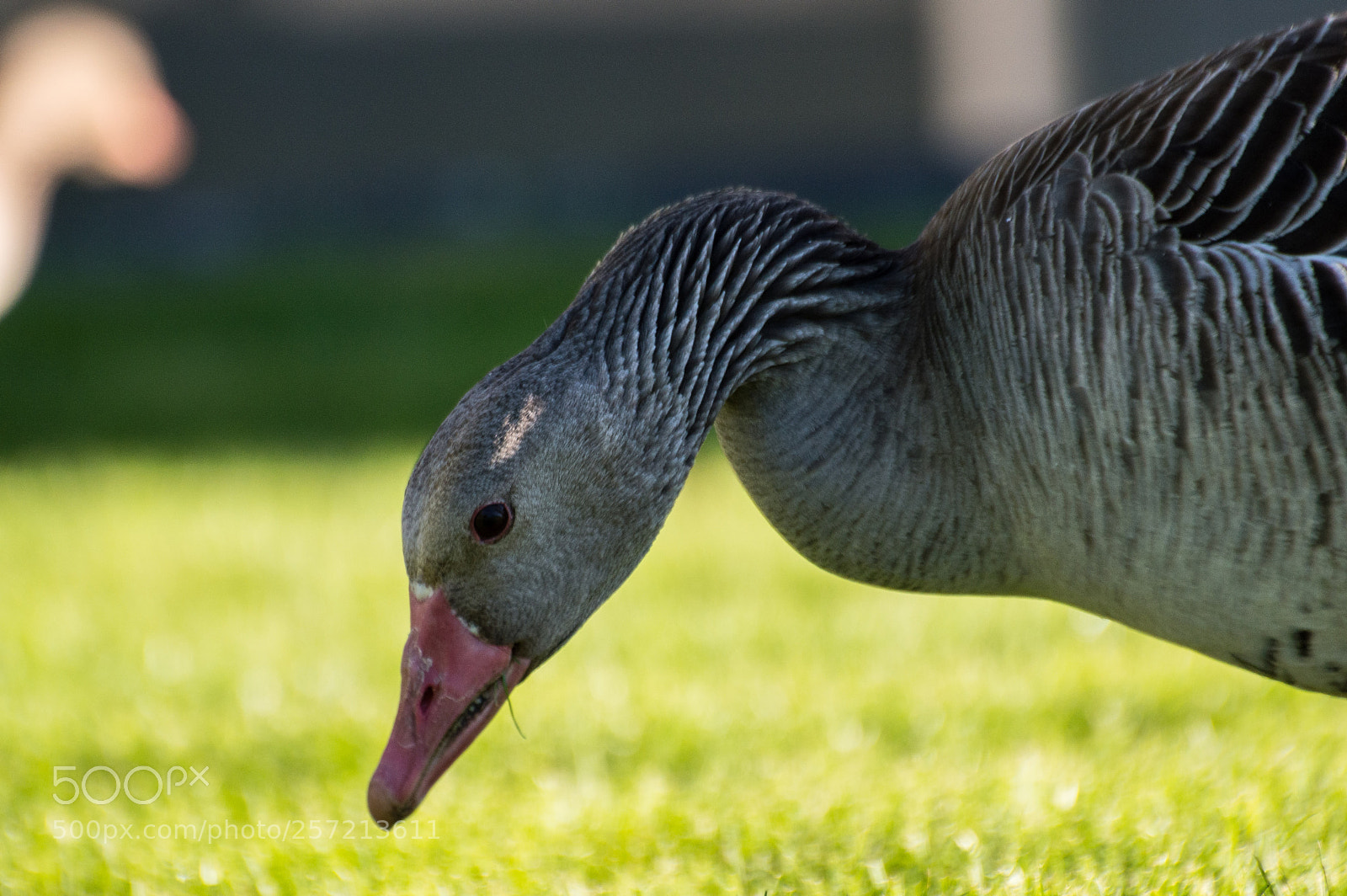 Nikon D3200 sample photo. A ghoose photography
