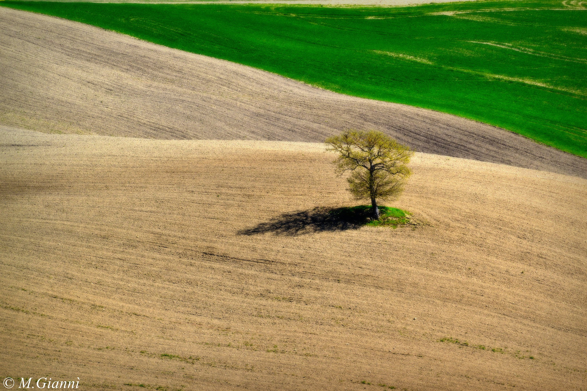 Nikon D3100 + Tamron SP 70-300mm F4-5.6 Di VC USD sample photo. Val d'orcia - the lonely tree photography