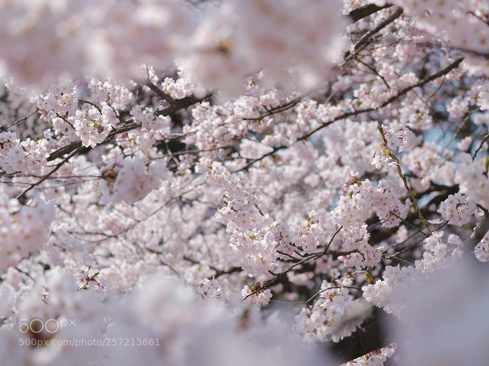 Fujifilm GFX 50S sample photo. Cherry blossoms cloud photography