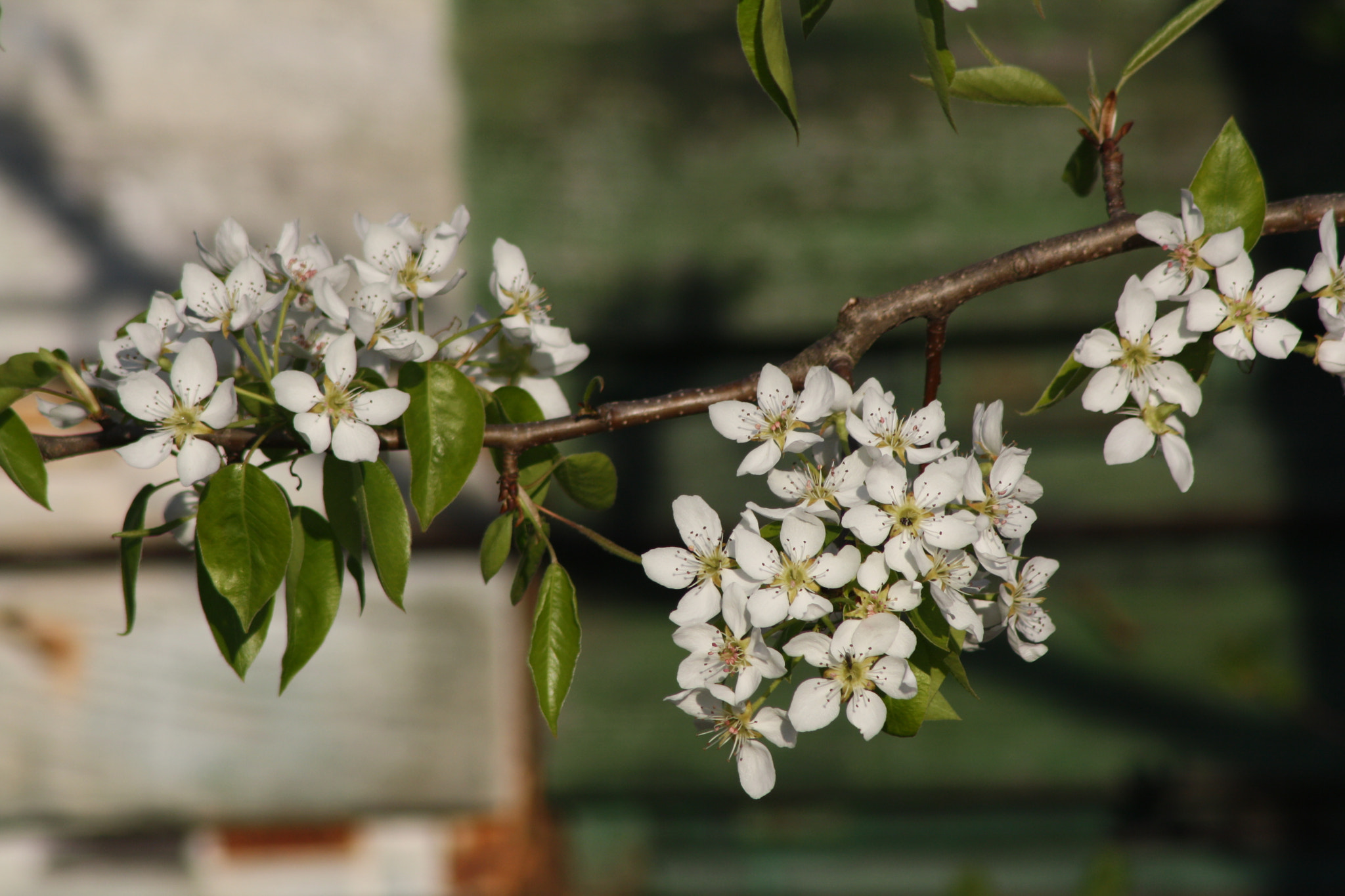 Canon EOS 1000D (EOS Digital Rebel XS / EOS Kiss F) sample photo. Img photography