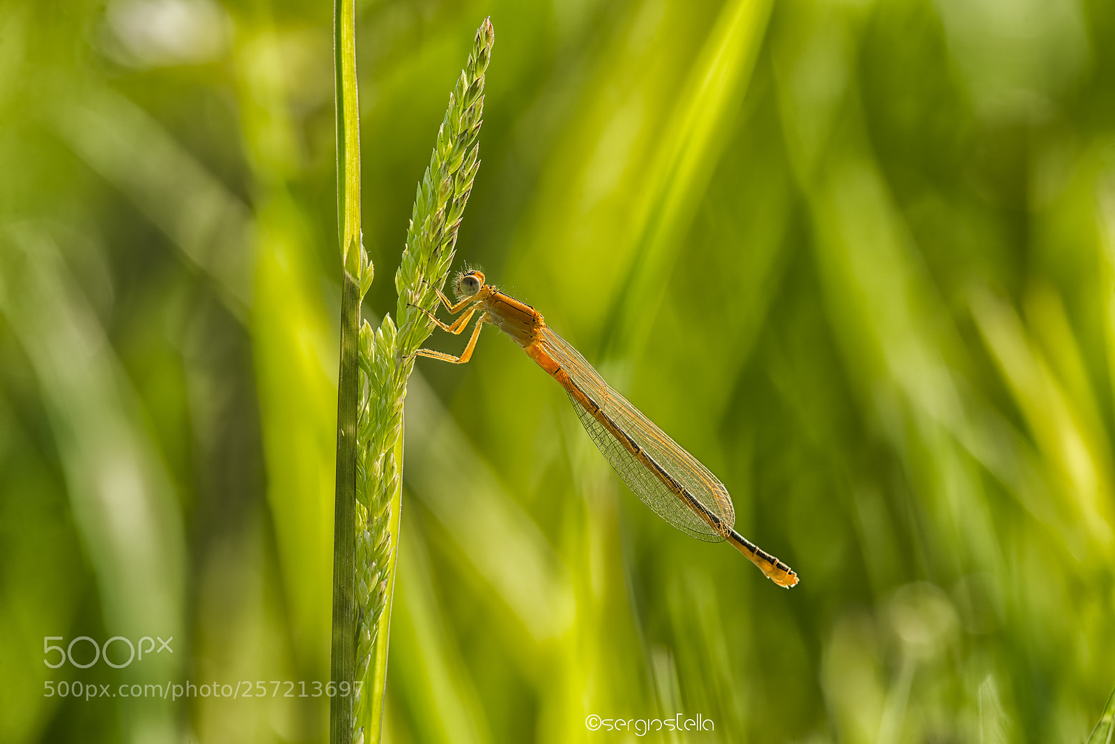 Nikon D610 sample photo. Pumilio____ photography