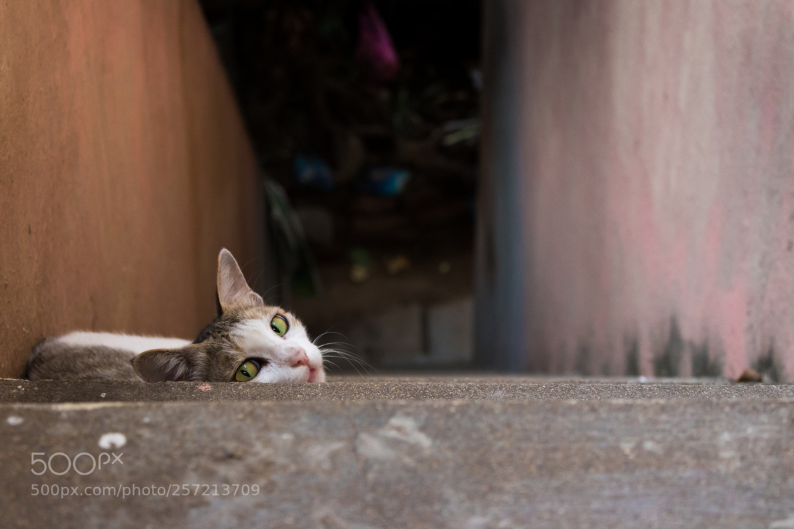 Canon EOS 1300D (EOS Rebel T6 / EOS Kiss X80) sample photo. Powerful eyes photography