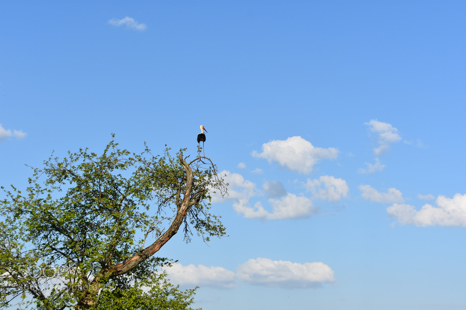 Nikon D3400 sample photo. White storks photography