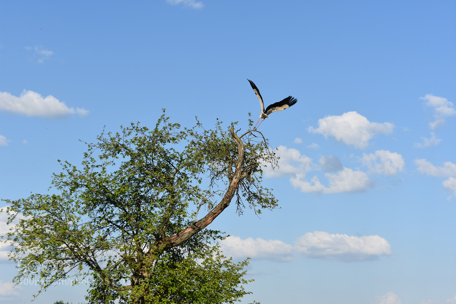 Nikon D3400 sample photo. White storks photography