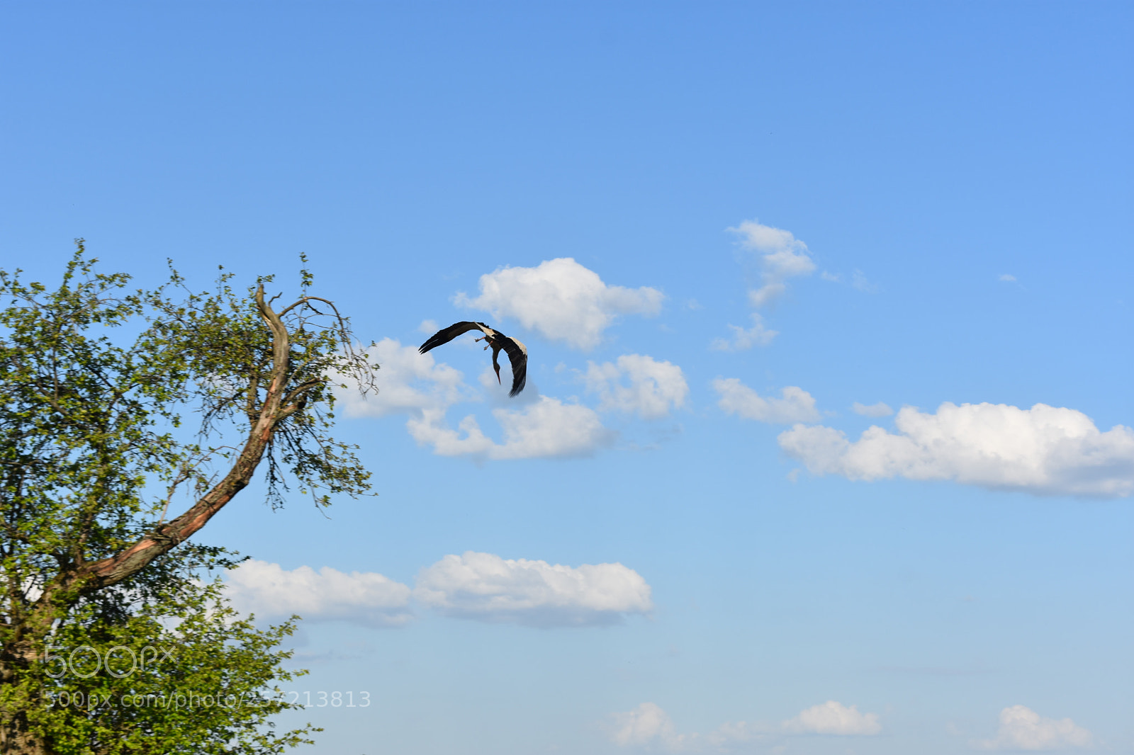Nikon D3400 sample photo. White storks photography