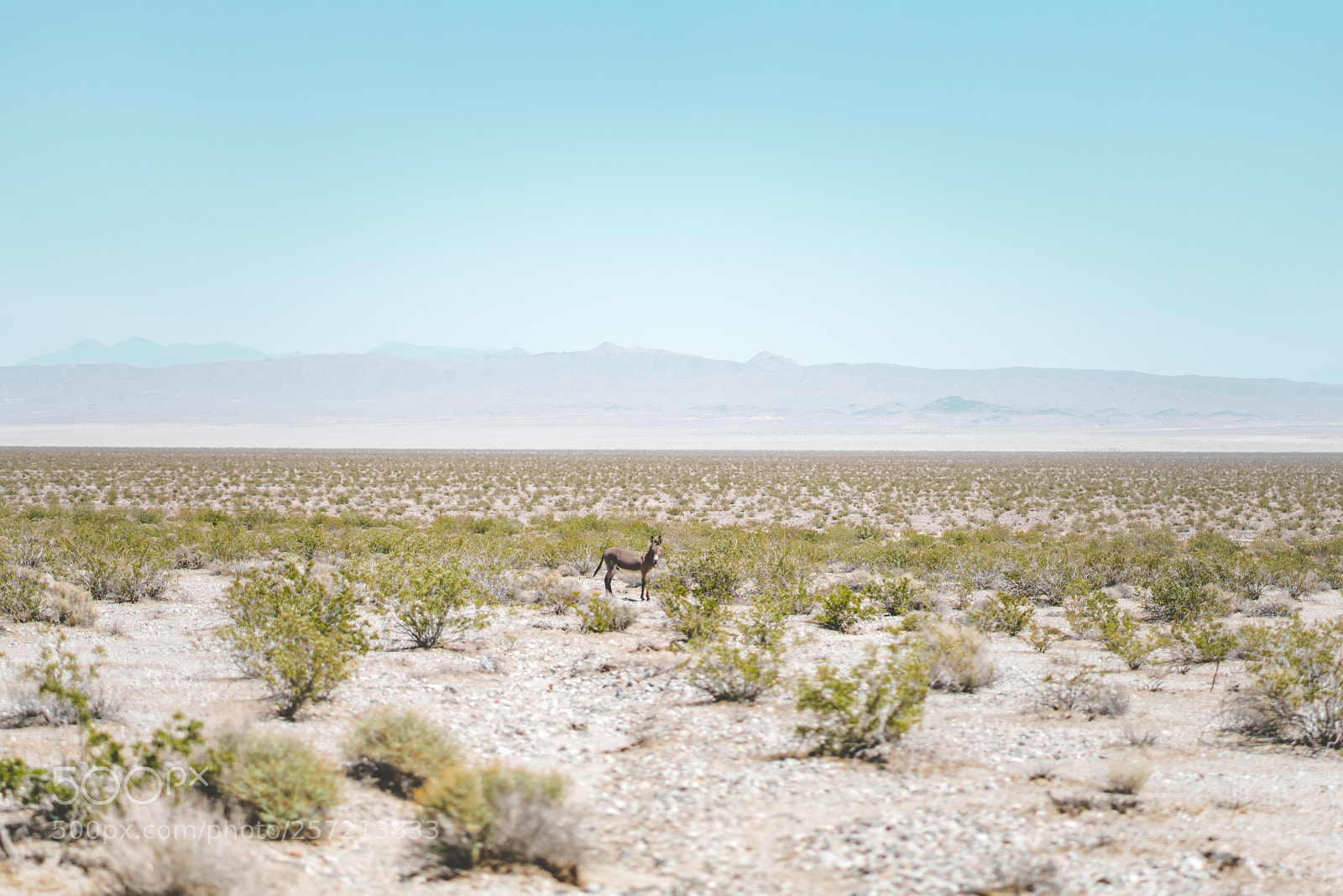 Sony a7R II sample photo. Death valley wildlife photography