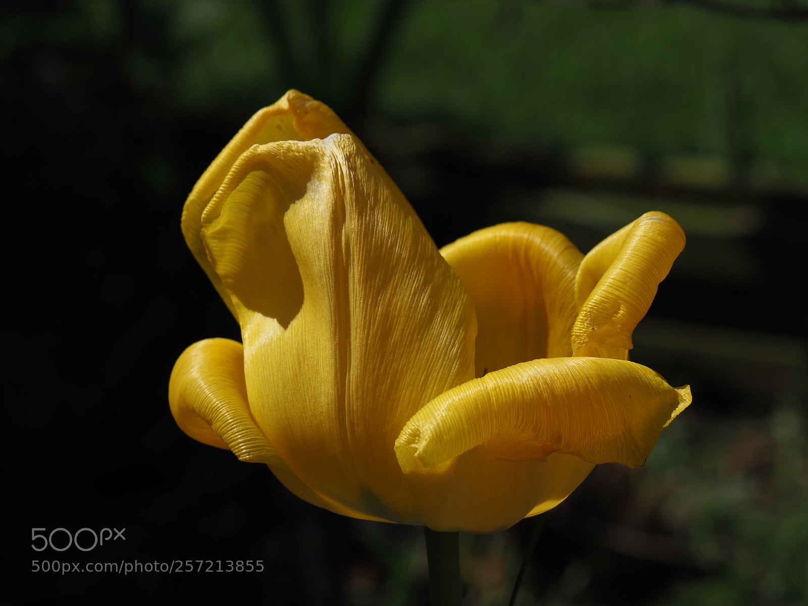 Olympus OM-D E-M1 Mark II sample photo. Tulip photography