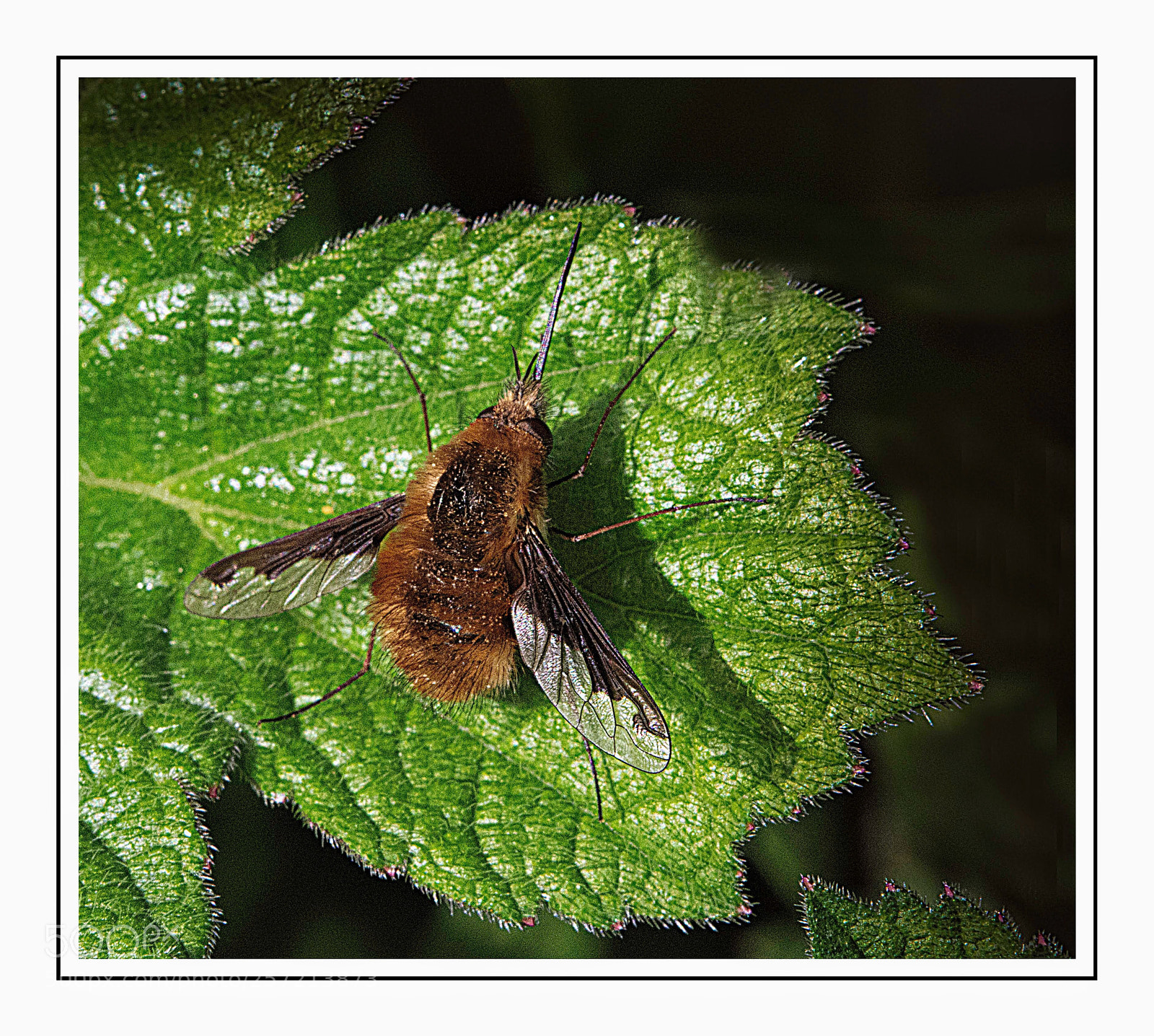 Nikon D7100 sample photo. Bombus pascuorum : carder bee photography
