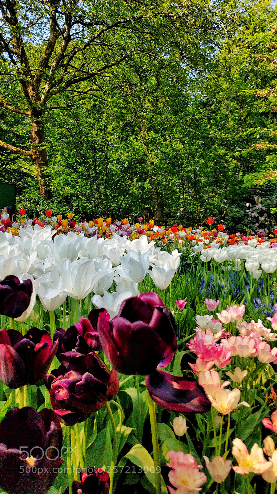 LG Nexus 5X sample photo. Parc du keukenhof photography