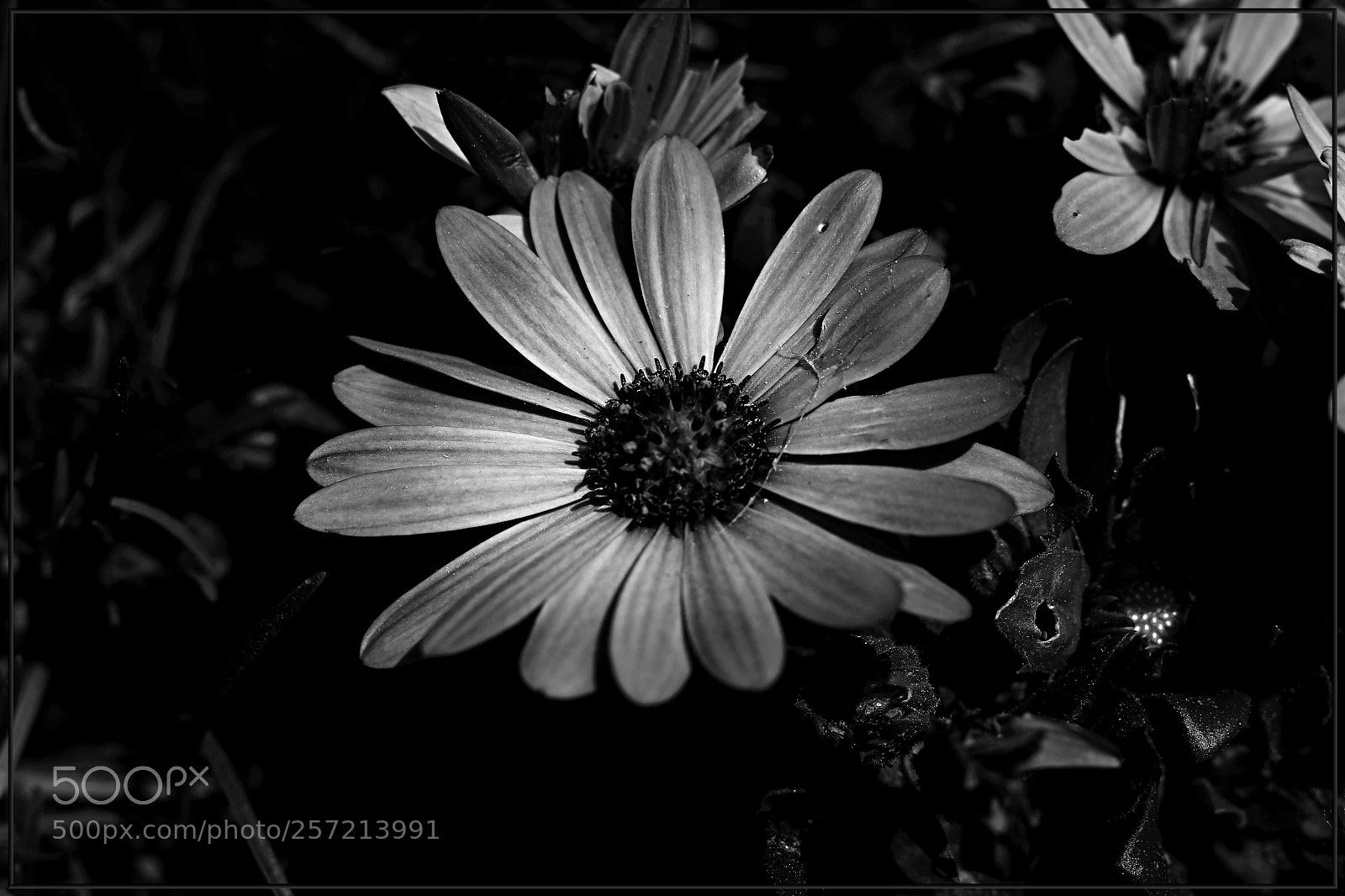 Canon EOS 70D sample photo. Eclair noir photography