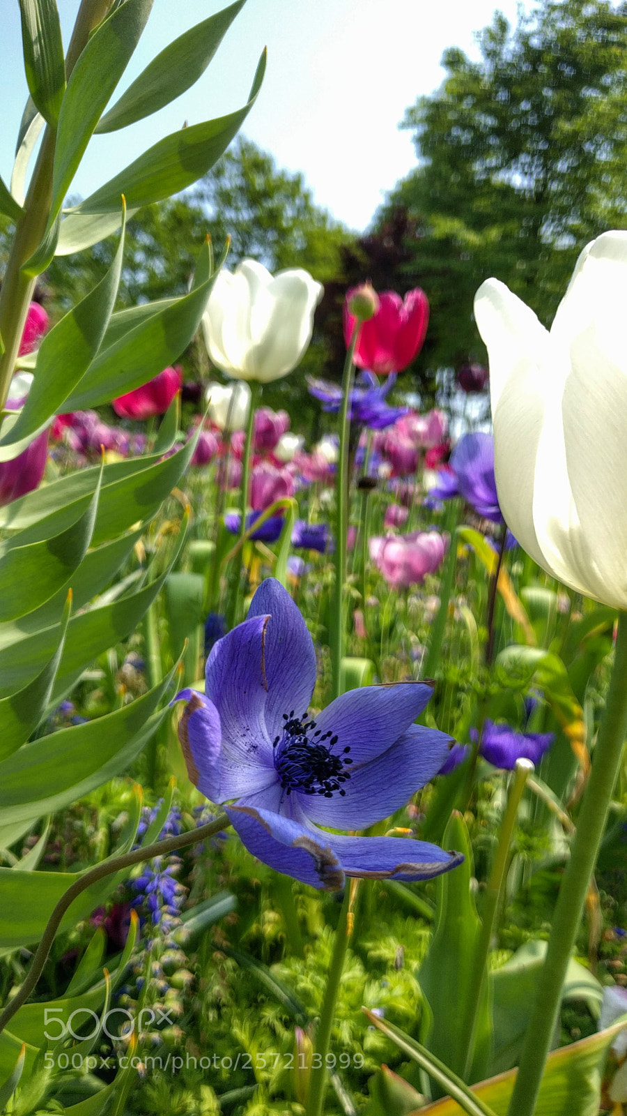 LG Nexus 5X sample photo. Parc du keukenhof 2/2 photography