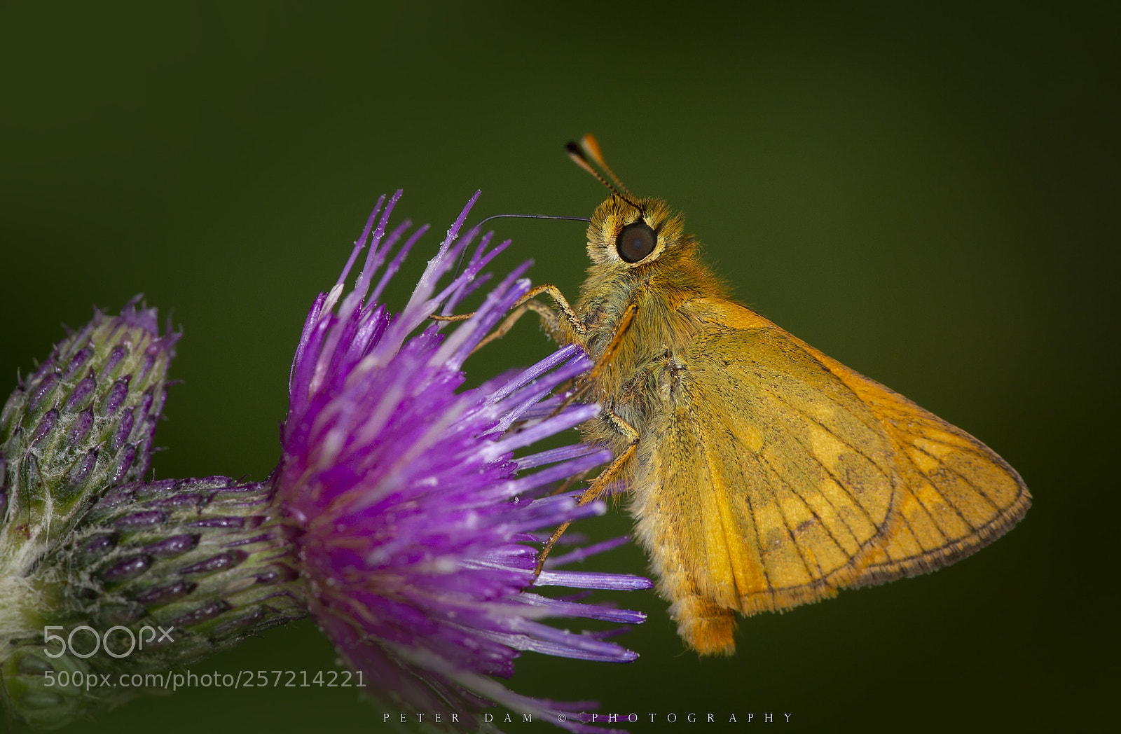 Canon EOS 6D sample photo. Large skipper photography