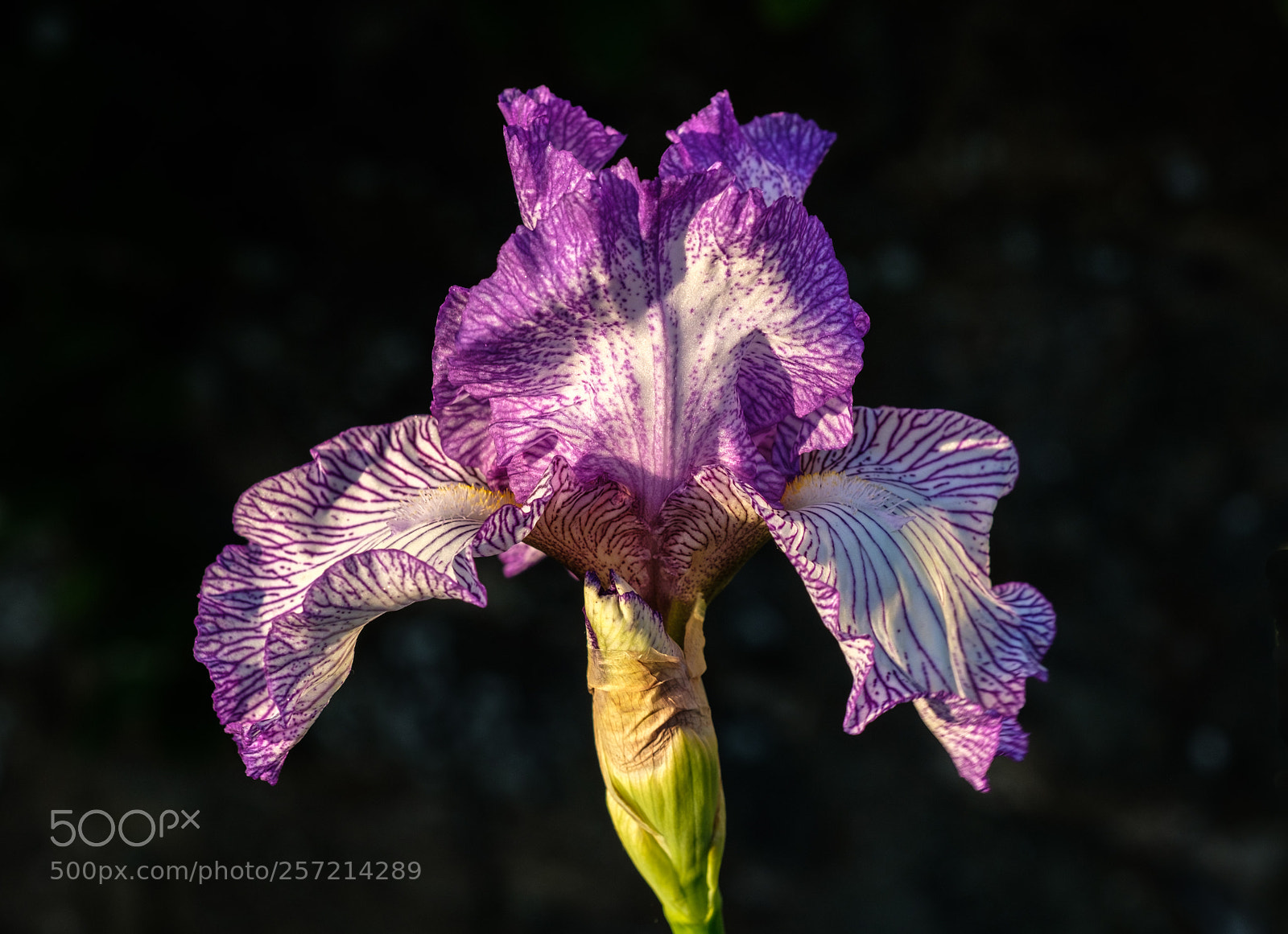 Fujifilm X-T2 sample photo. Iris photography